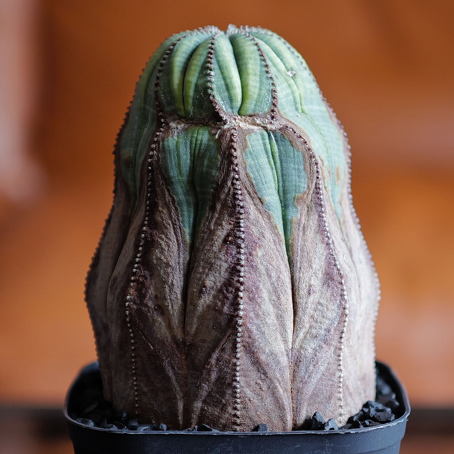 ダルマオベサ・モンストオベサ 2個セット 木質化 マウンテン オベサ / ユーフォルビア | LIGHTHOUSE