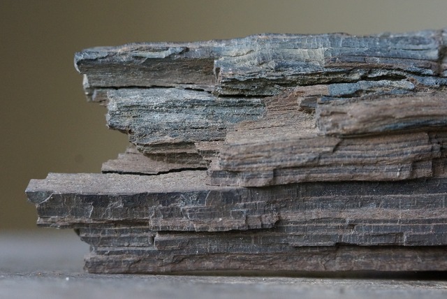 珪化木　Petrified Wood