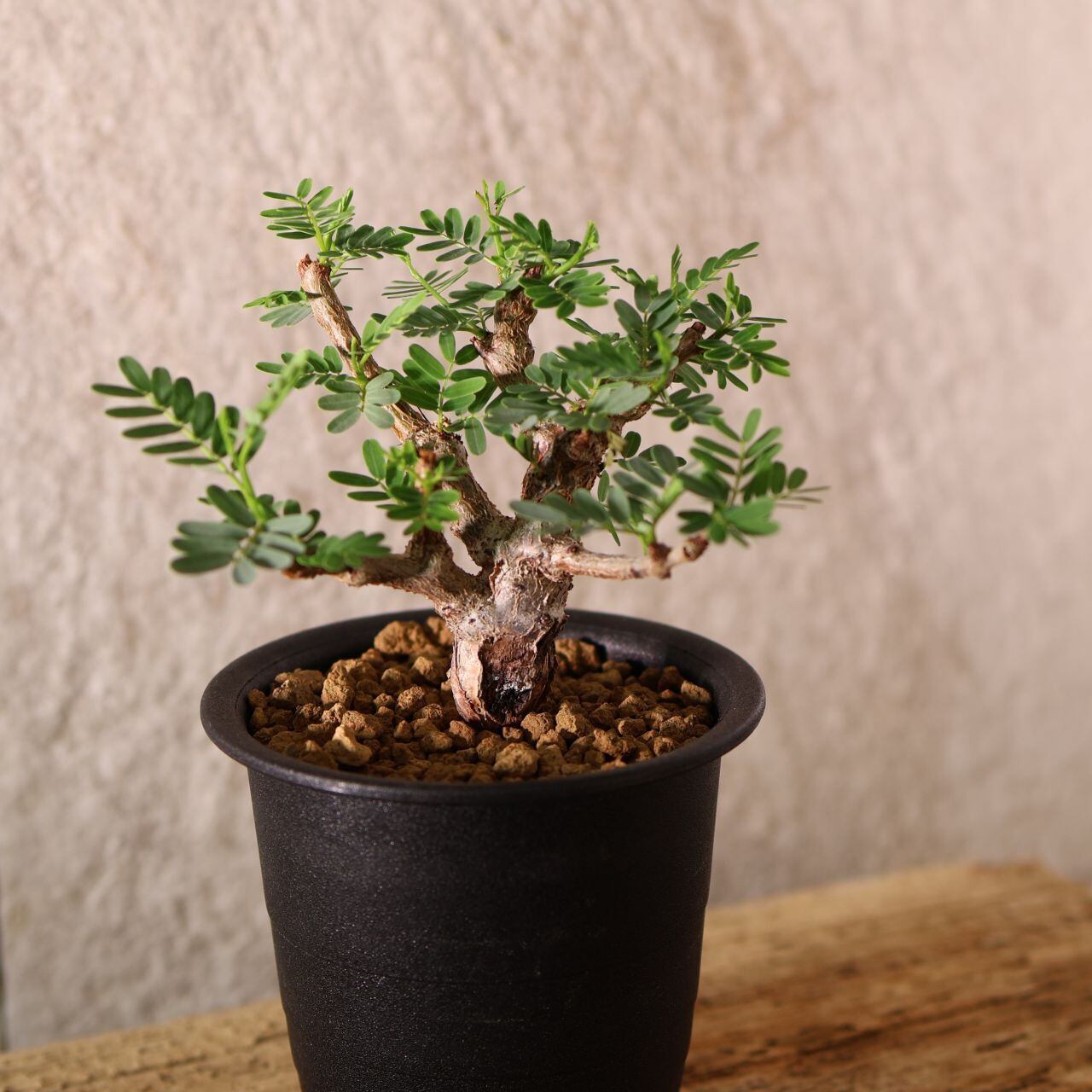 228『センナ メリディオナリス senna meridionaris』＿観葉植物【送料