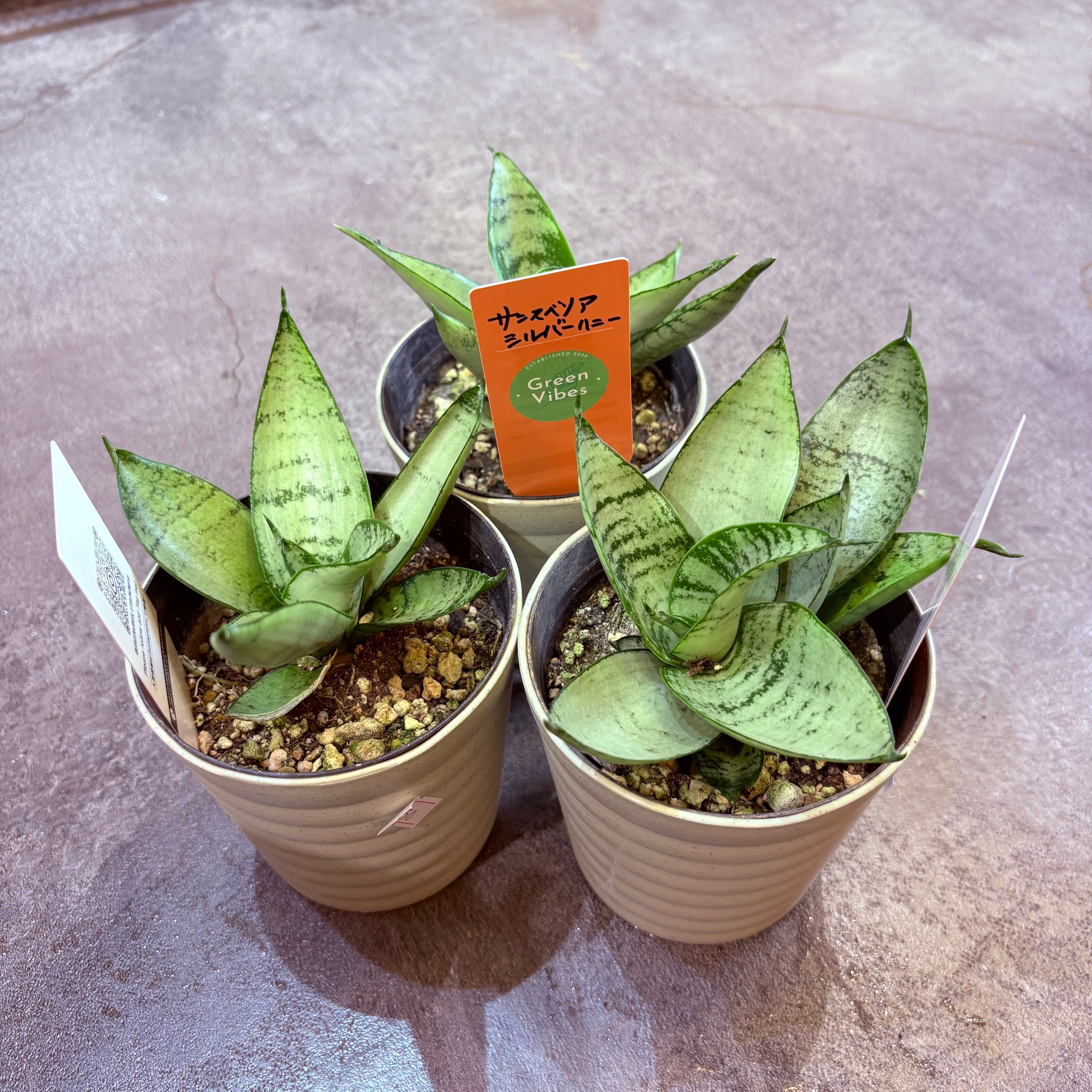 サンスベリア シルバーハニー 4号 | Green Vibes 宇都宮市の観葉植物専門店