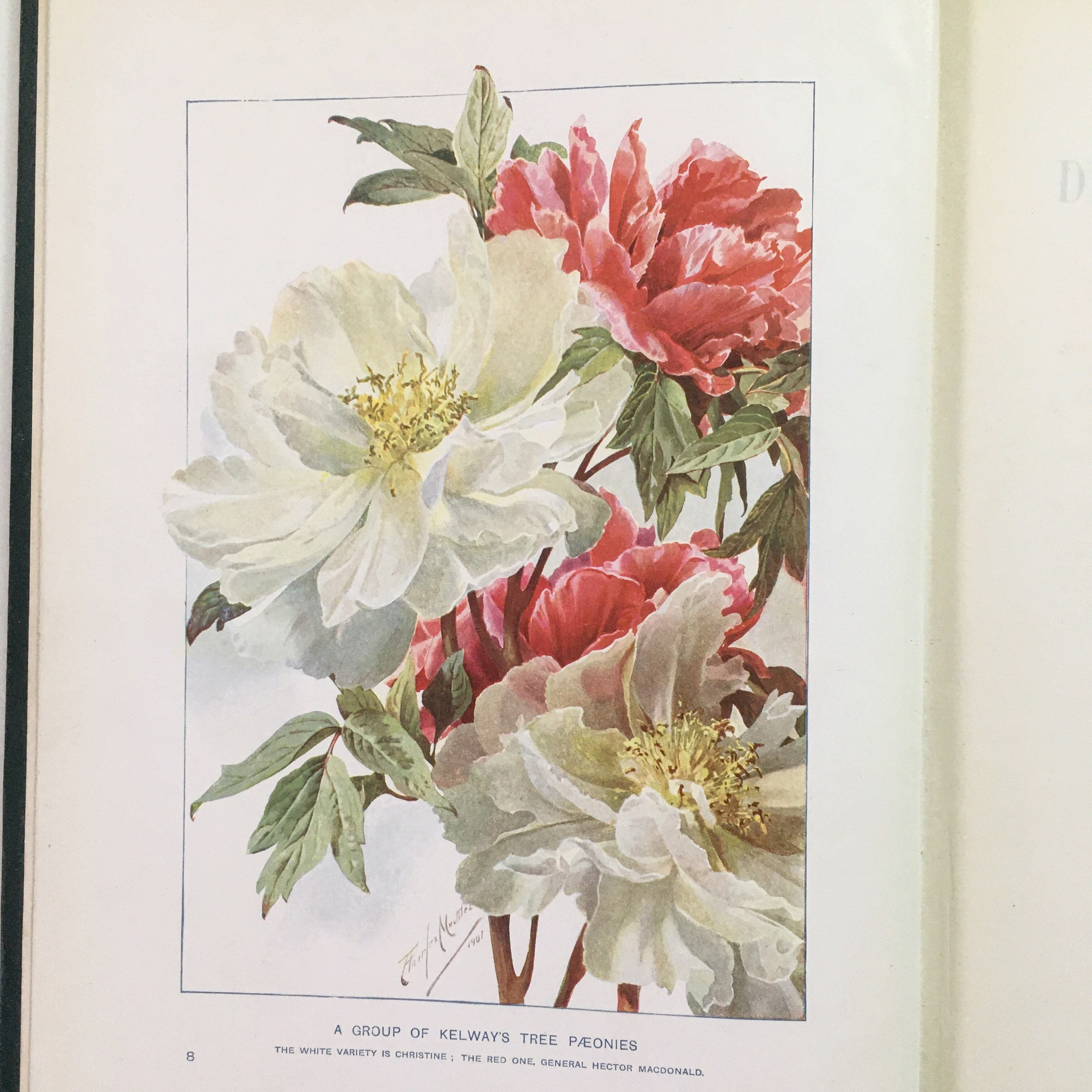 ボタニカルアート アンティーク 植物画 リトグラフ 原画 コンスタント 