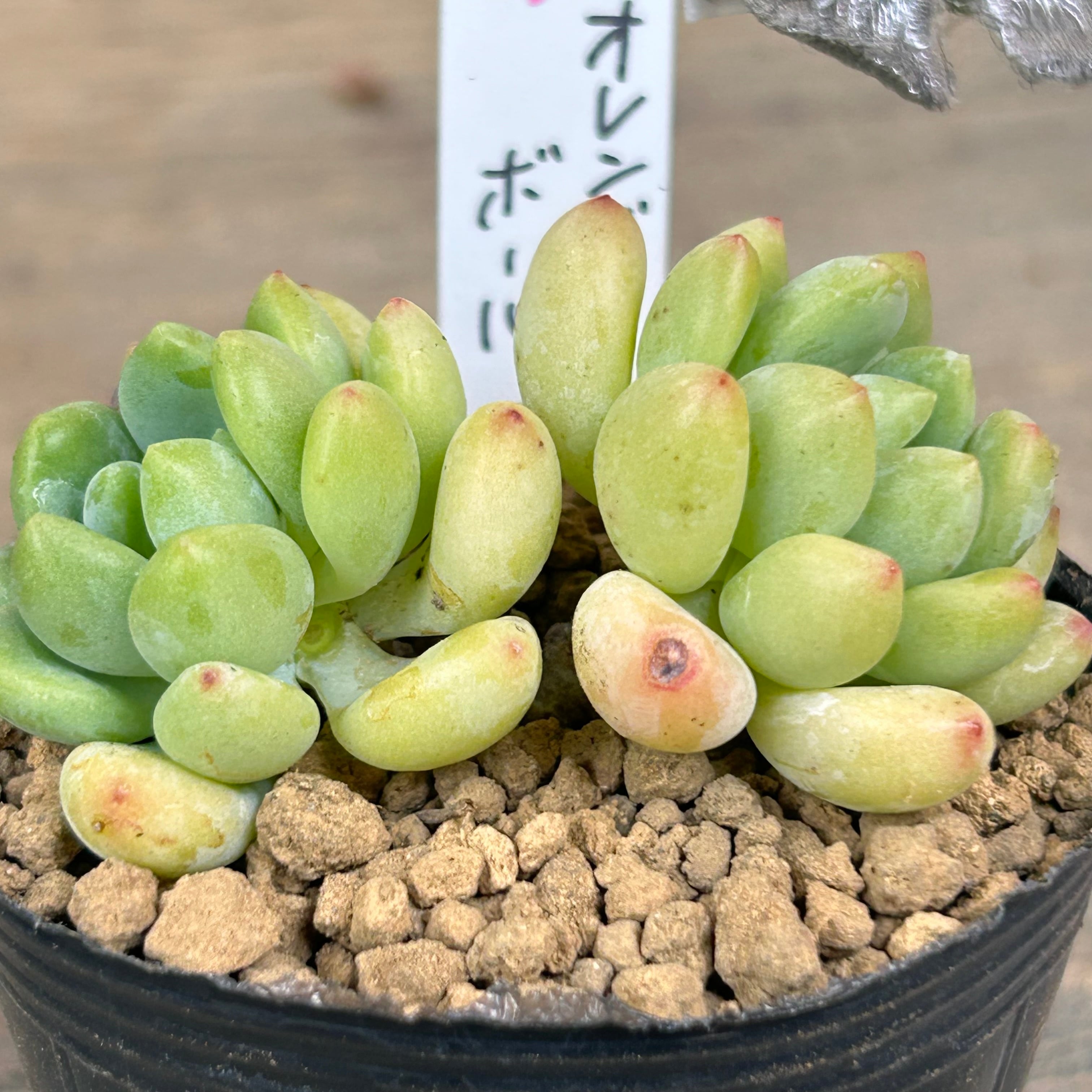 オレンジボール | RuPo 多肉植物専門店