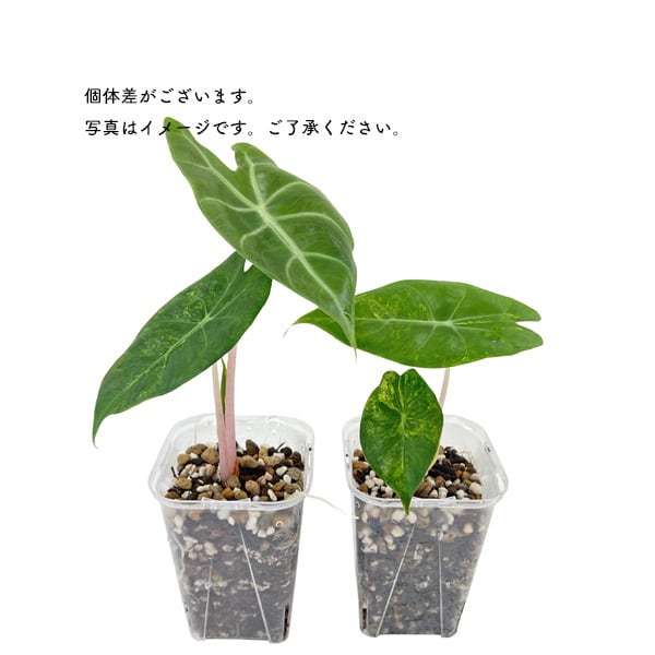 観葉植物 美株 アロカシア ピンクドラゴン ピンク斑入り