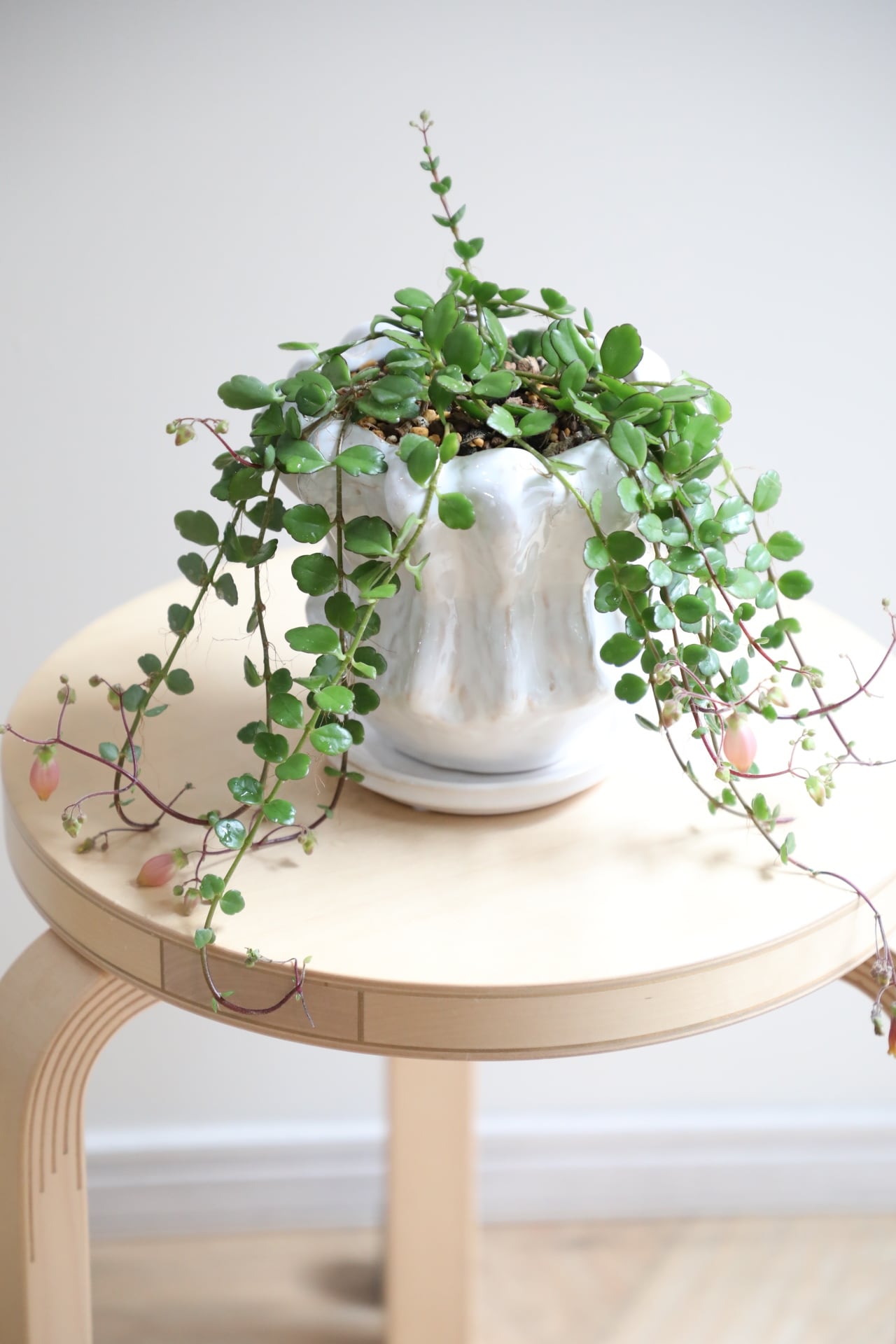 S】カランコエ フィフィ/Kalanchoe ※陶器鉢付き | 【厳選植物・器