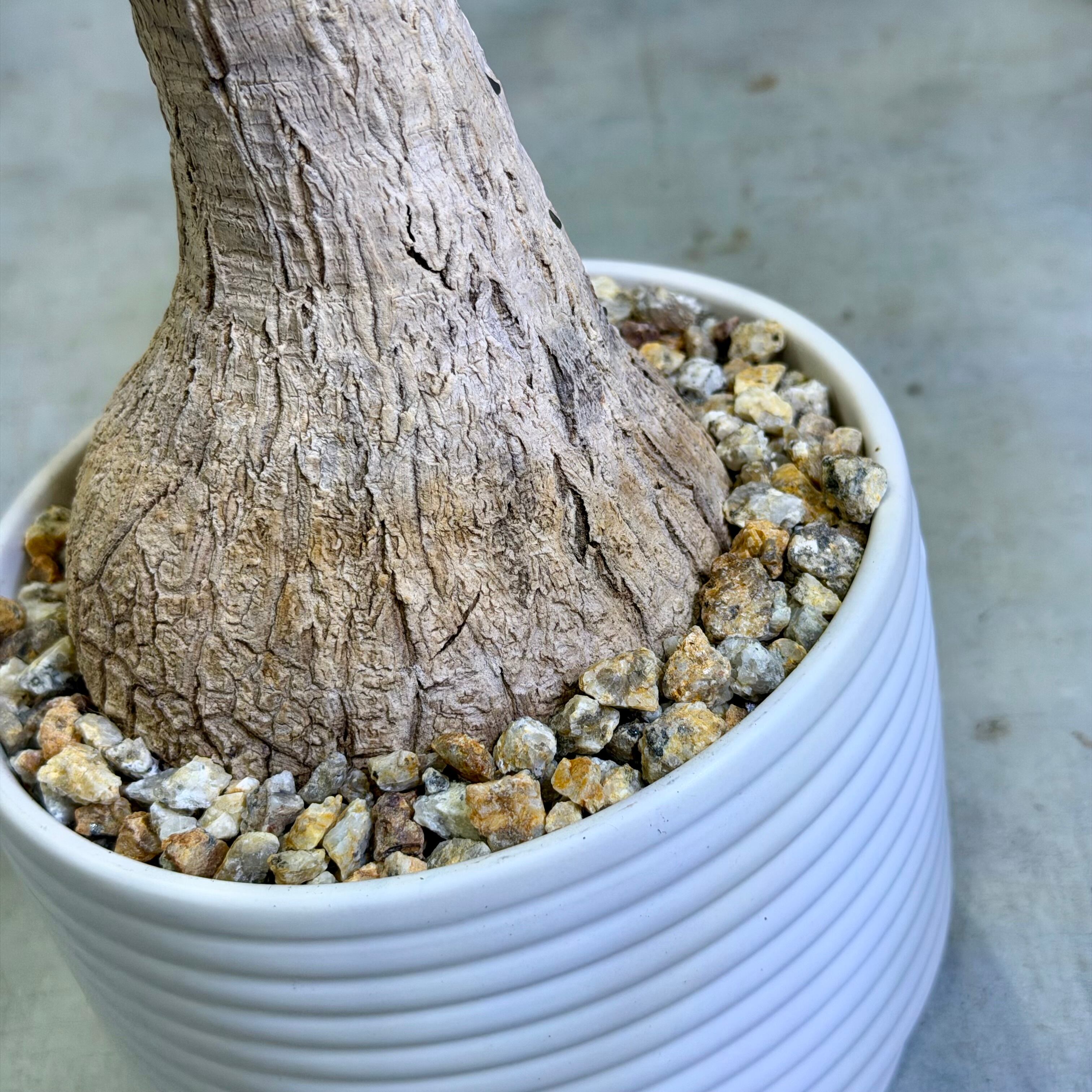 ノリナ・ポニーテール | barrelplants_BONSAI