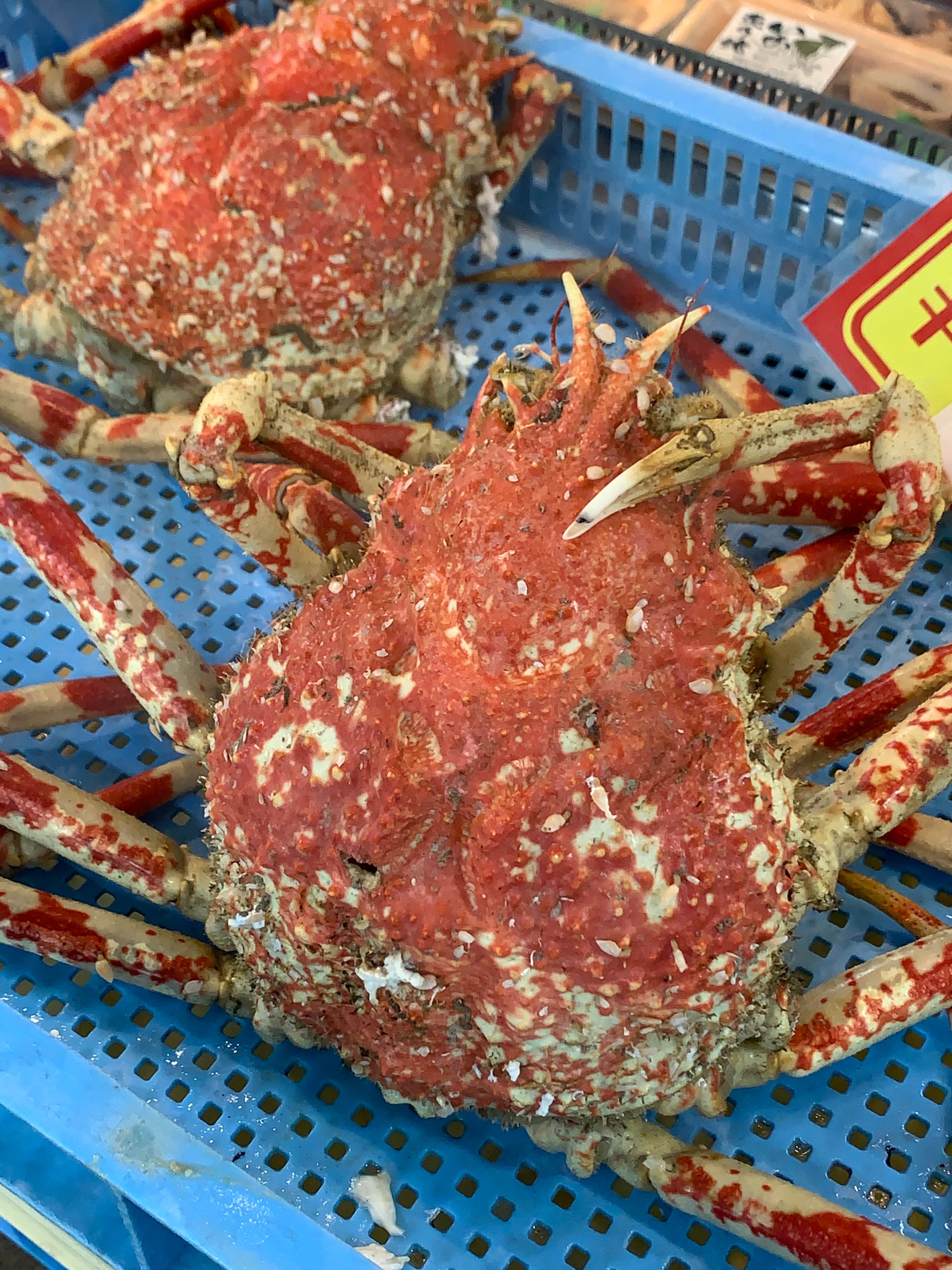 旬の特大限定 朝ゆで蒲郡産タカアシガニ 特大ｻｲｽﾞ (ｸｰﾙ代大ｻｲｽﾞ990円込