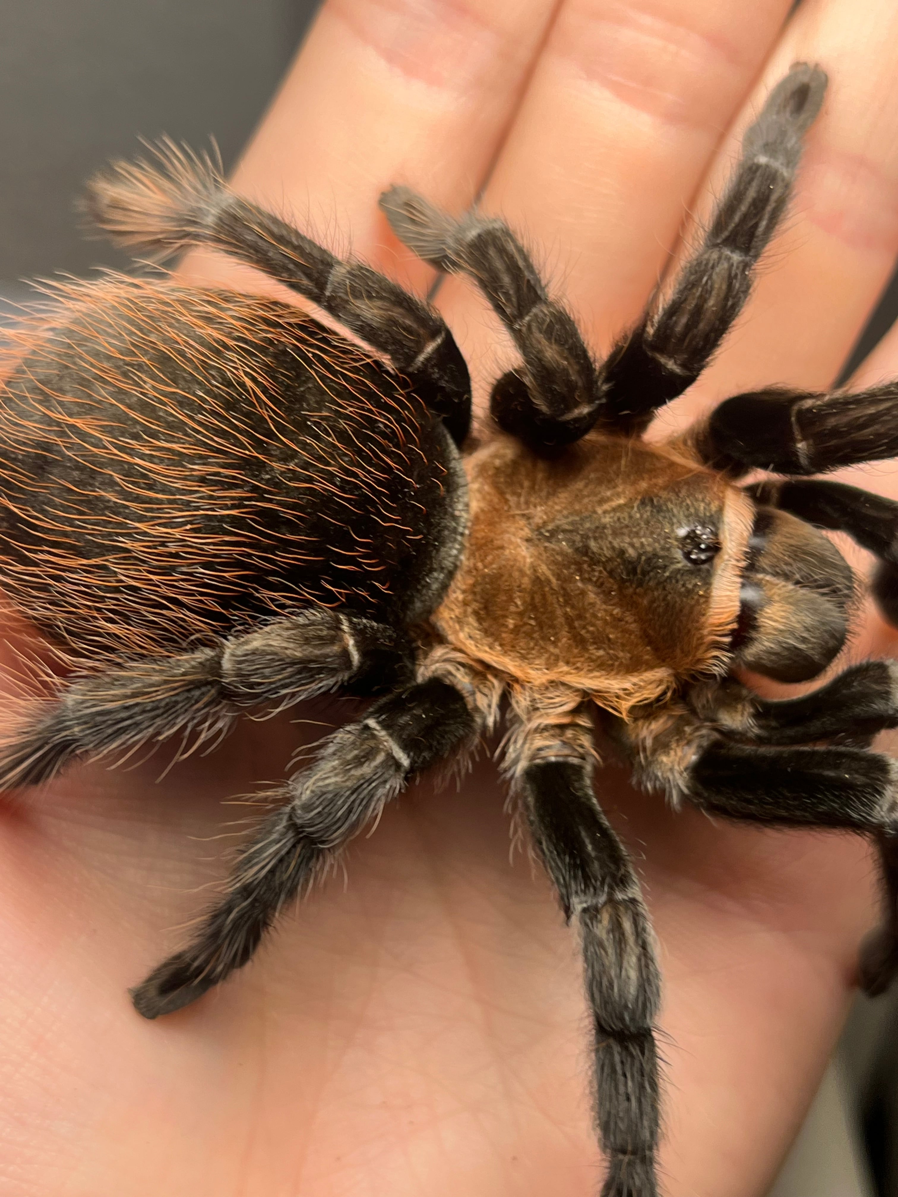 発光感有】アグリアスクラウディナサルダナパルス♂ ミイロタテハ 蝶