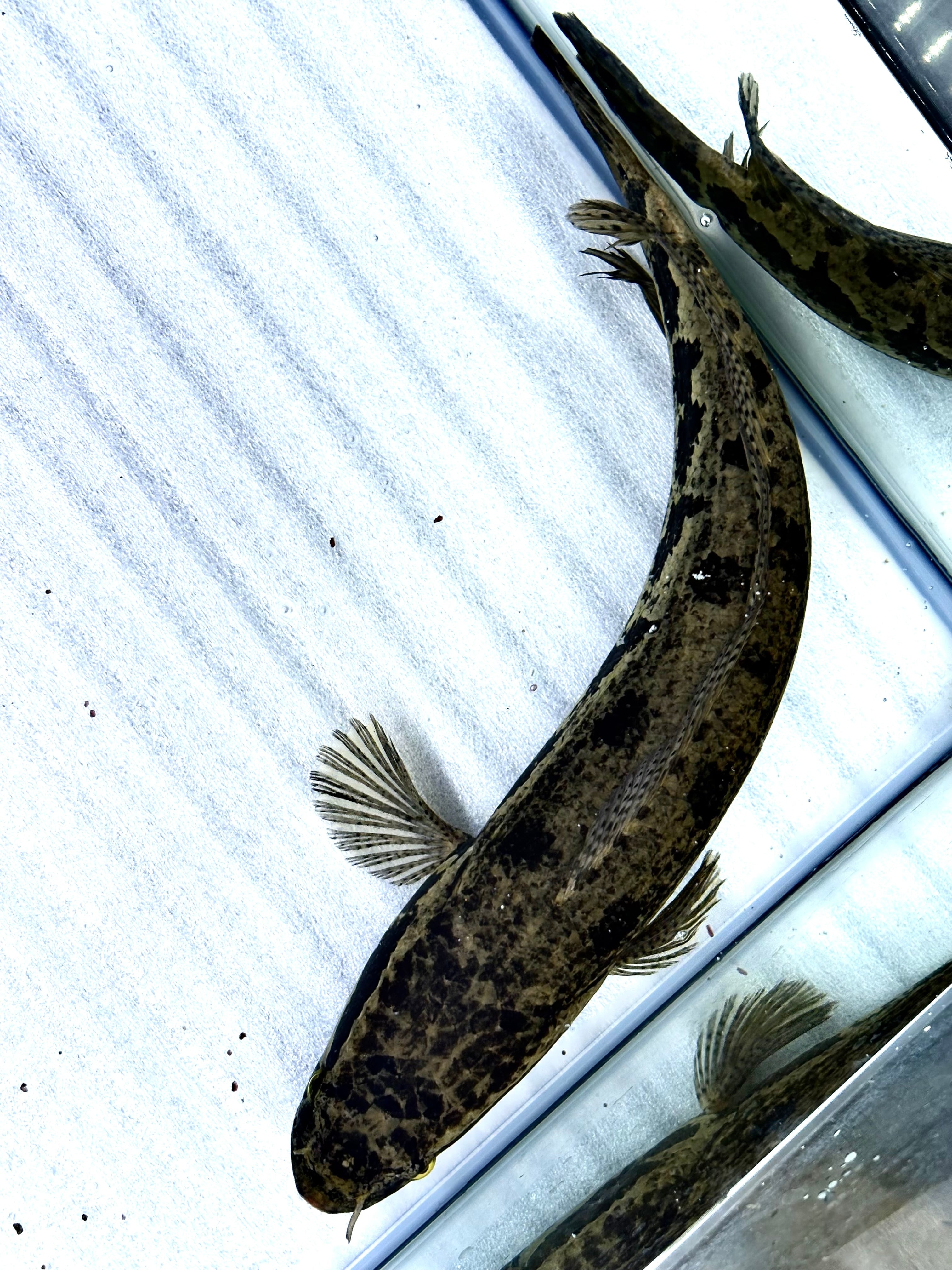 直輸入】アフリカンスネークヘッド40up①38cm± | AQUASTYLEG