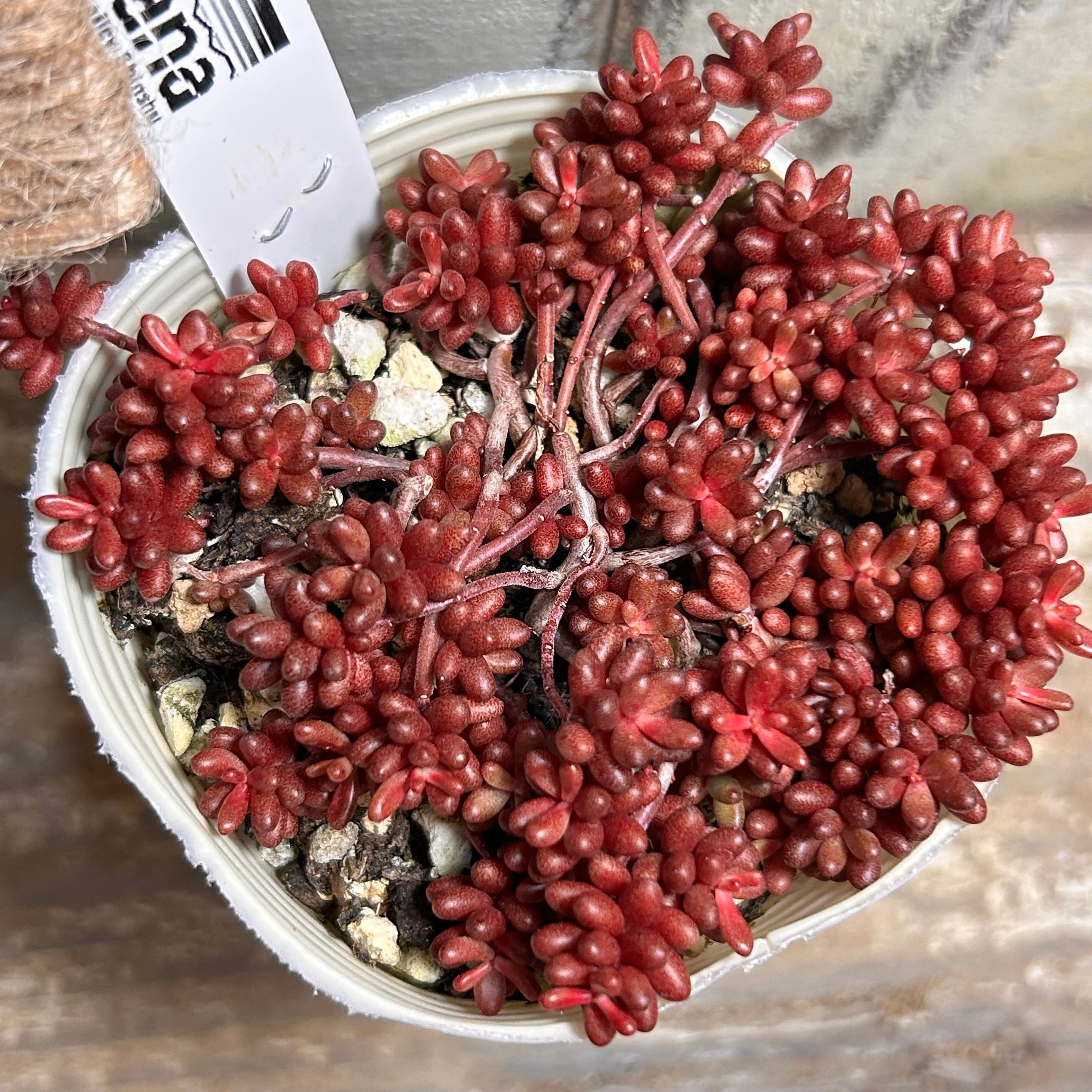 セダム | RuPo 多肉植物専門店 セダム | RuPo 多肉植物専門店