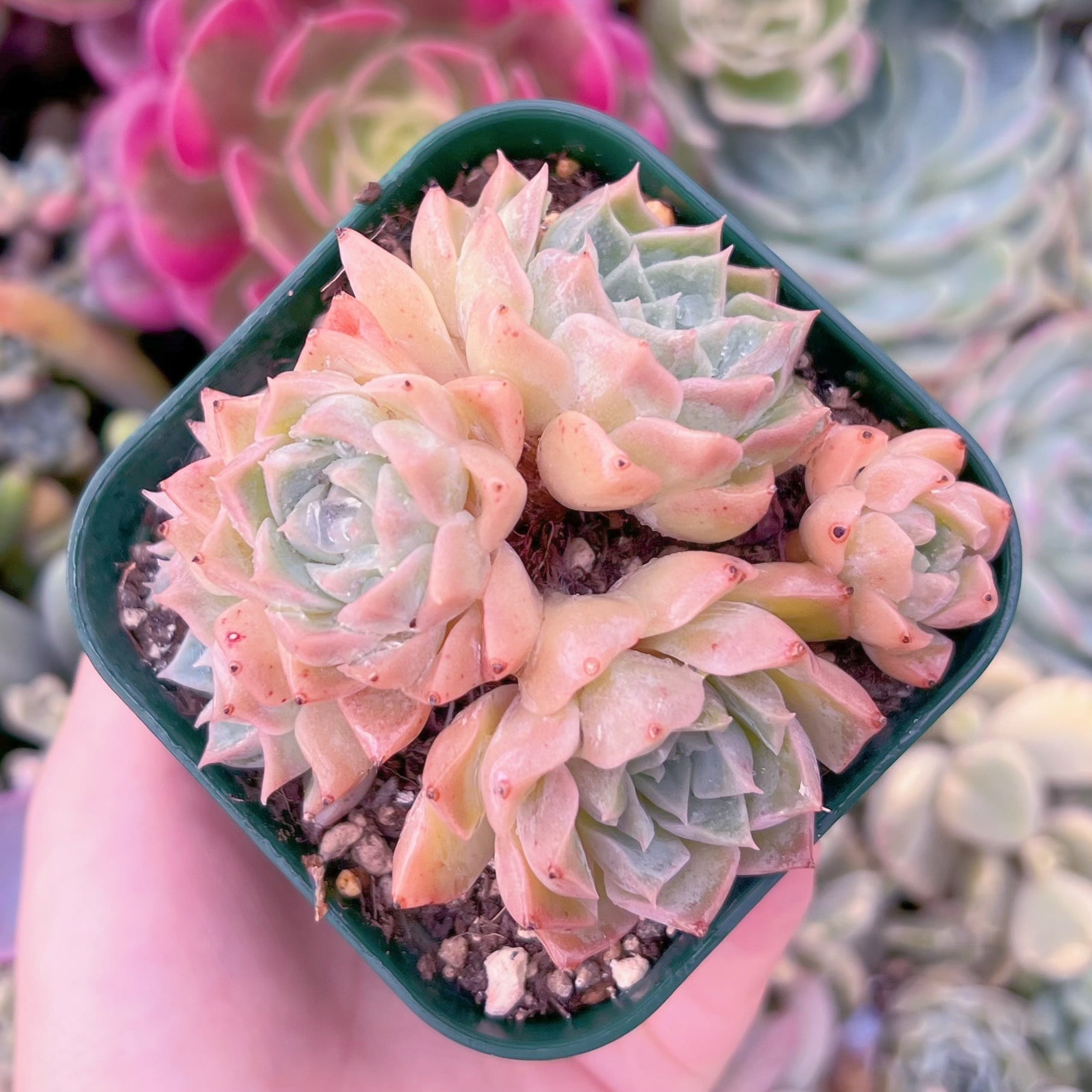 現品　Heart of Ocean#249　るる農園