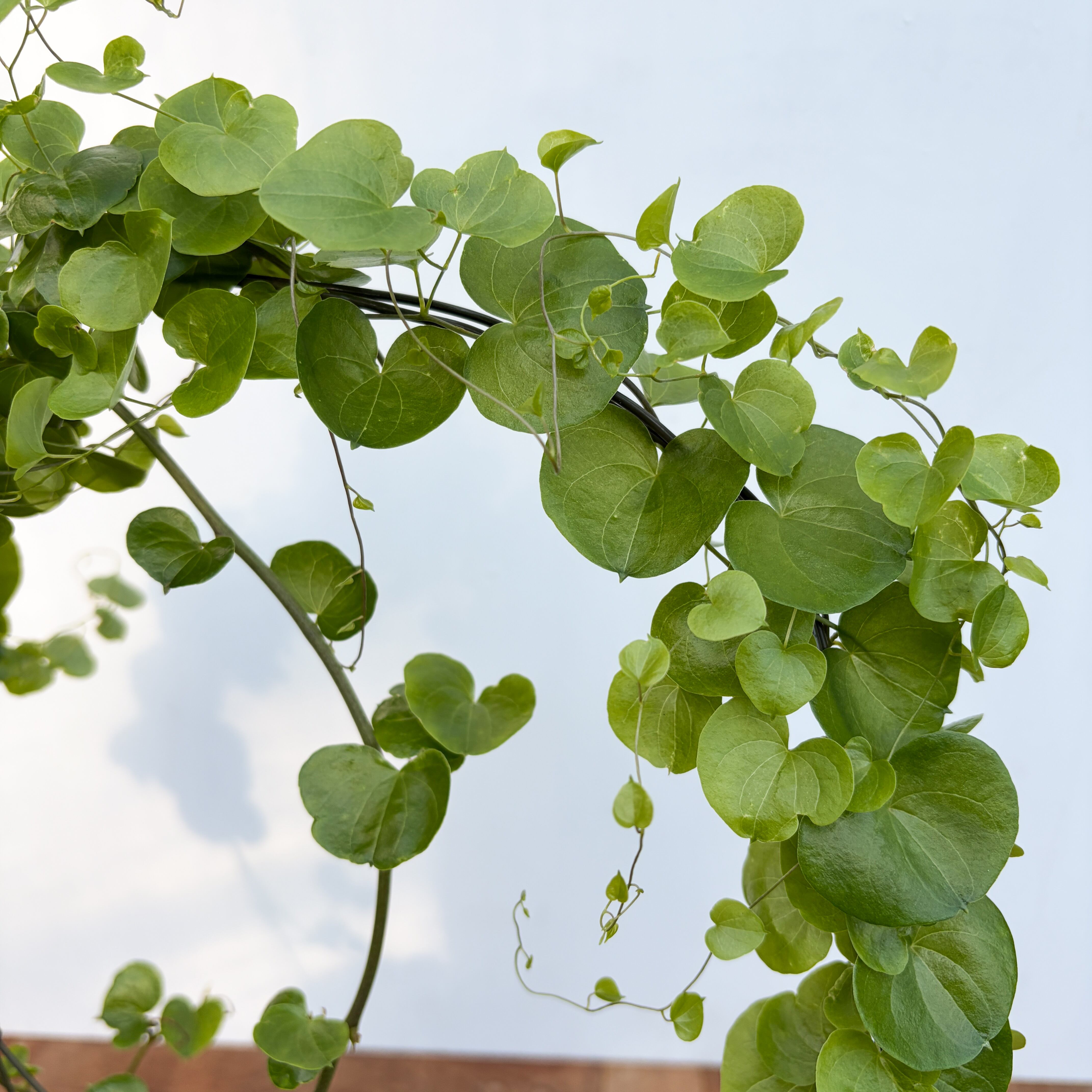 Dioscorea elephantipes【ディオスコレア・亀甲竜・実生】 | RIMO'S