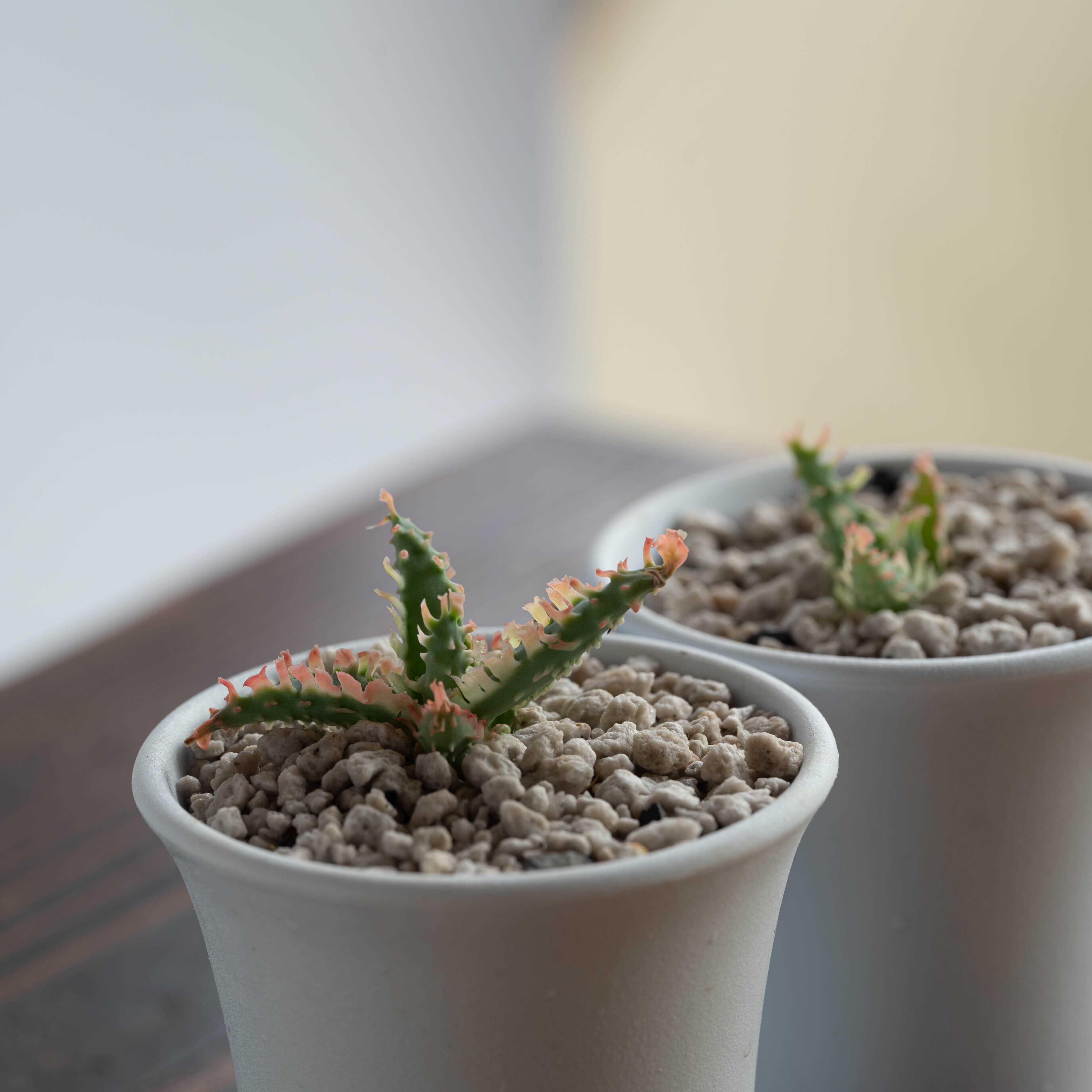 子株】アロエ ハイブリッド -Aloe hybrid- AB | Agave Rocon 子株】アロエ ハイブリッド -Aloe hybrid- AB | Agave Rocon