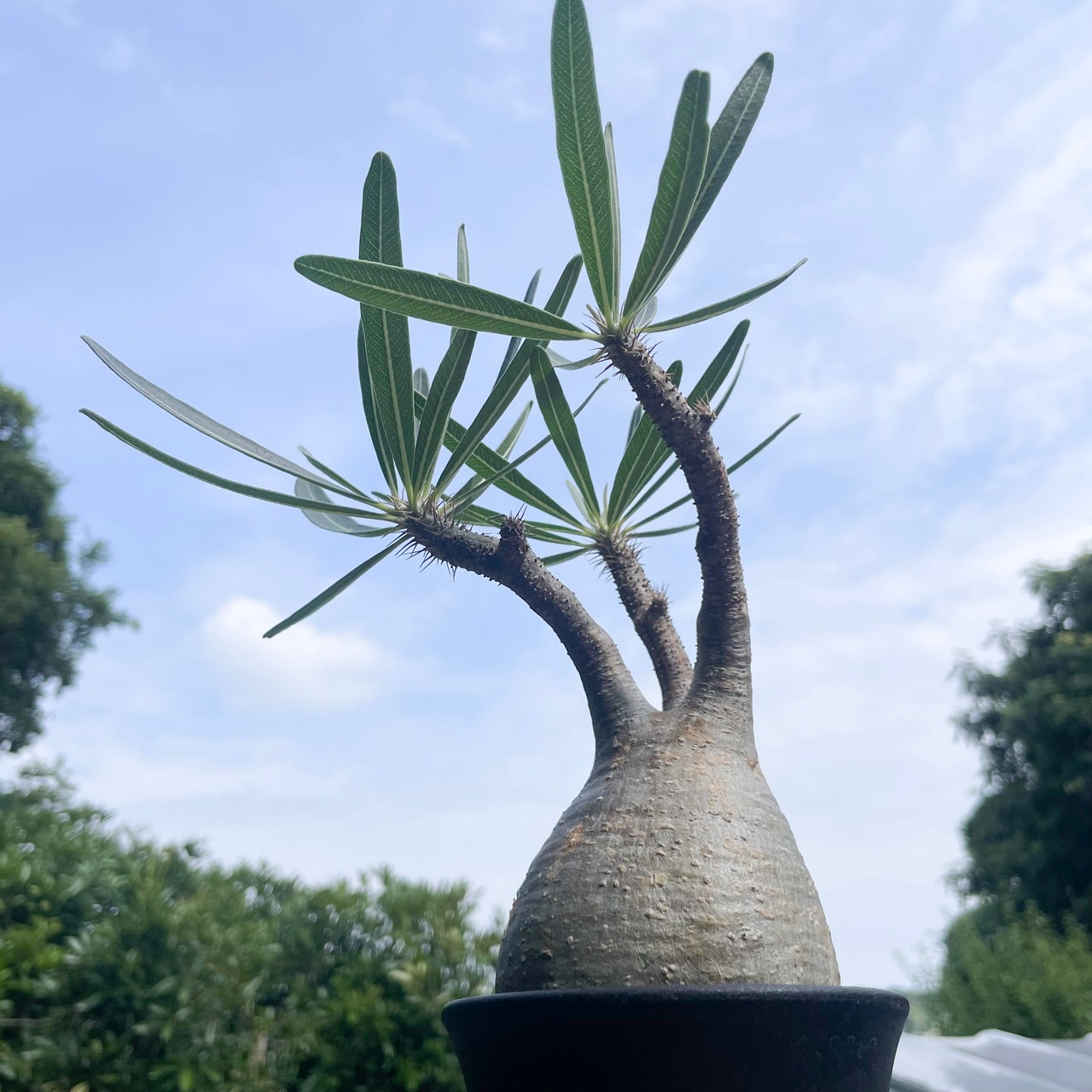 Pachypodium Gracilius【パキポディウム・グラキリス】