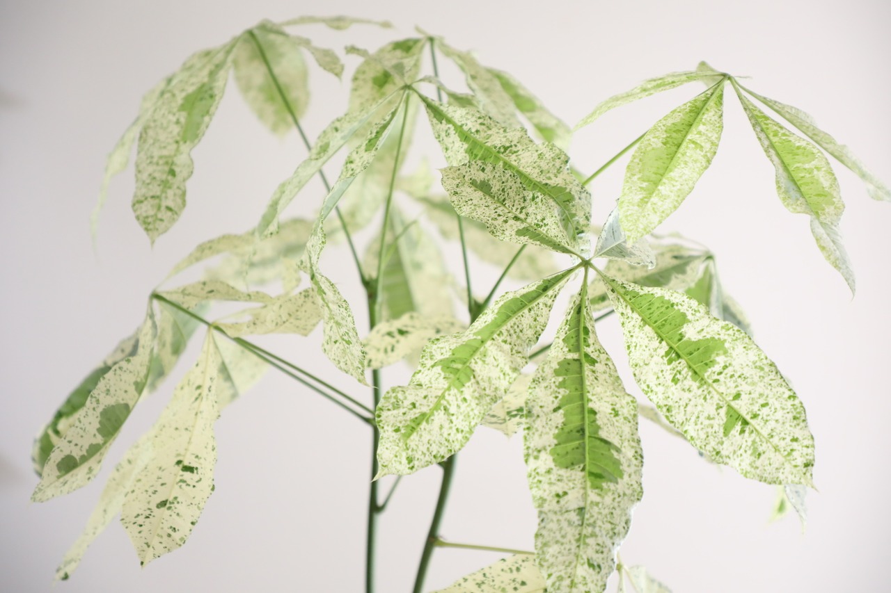 【都内近郊限定配送】【L】【155cm】パキラ ミルキーウェイ/Pachira ※陶器鉢カバー別