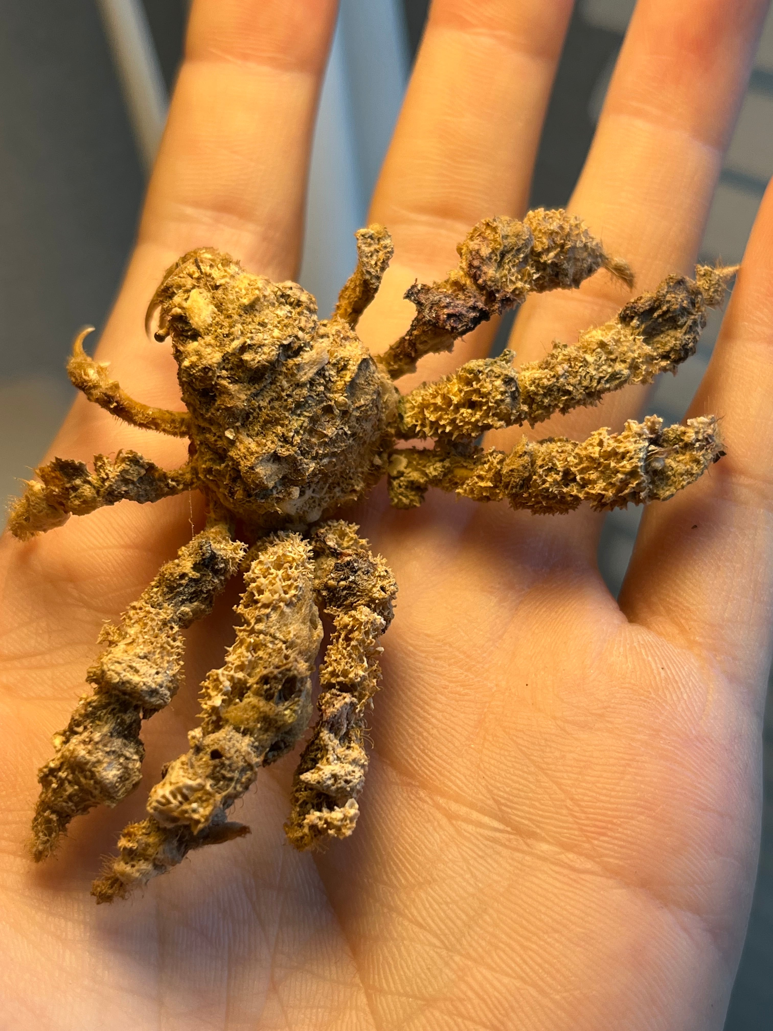 モクズセオイ 全長9cm程 ガニ蟹カニ甲殻類エビ蝦蛄タランチュラ