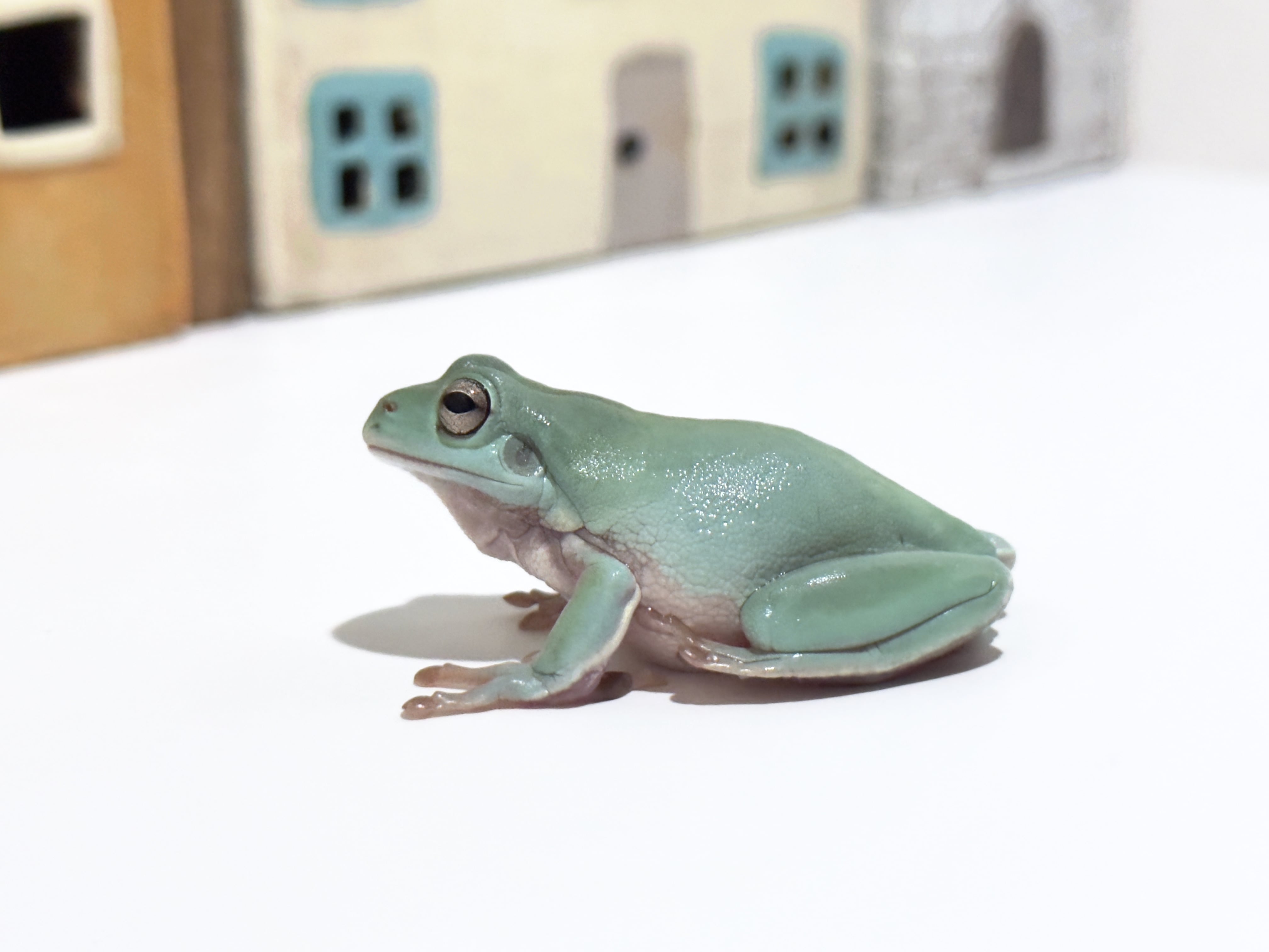 イエアメガエル　エクリプスアイ　オス？ イエアメガエル エクリプスアイ オス？