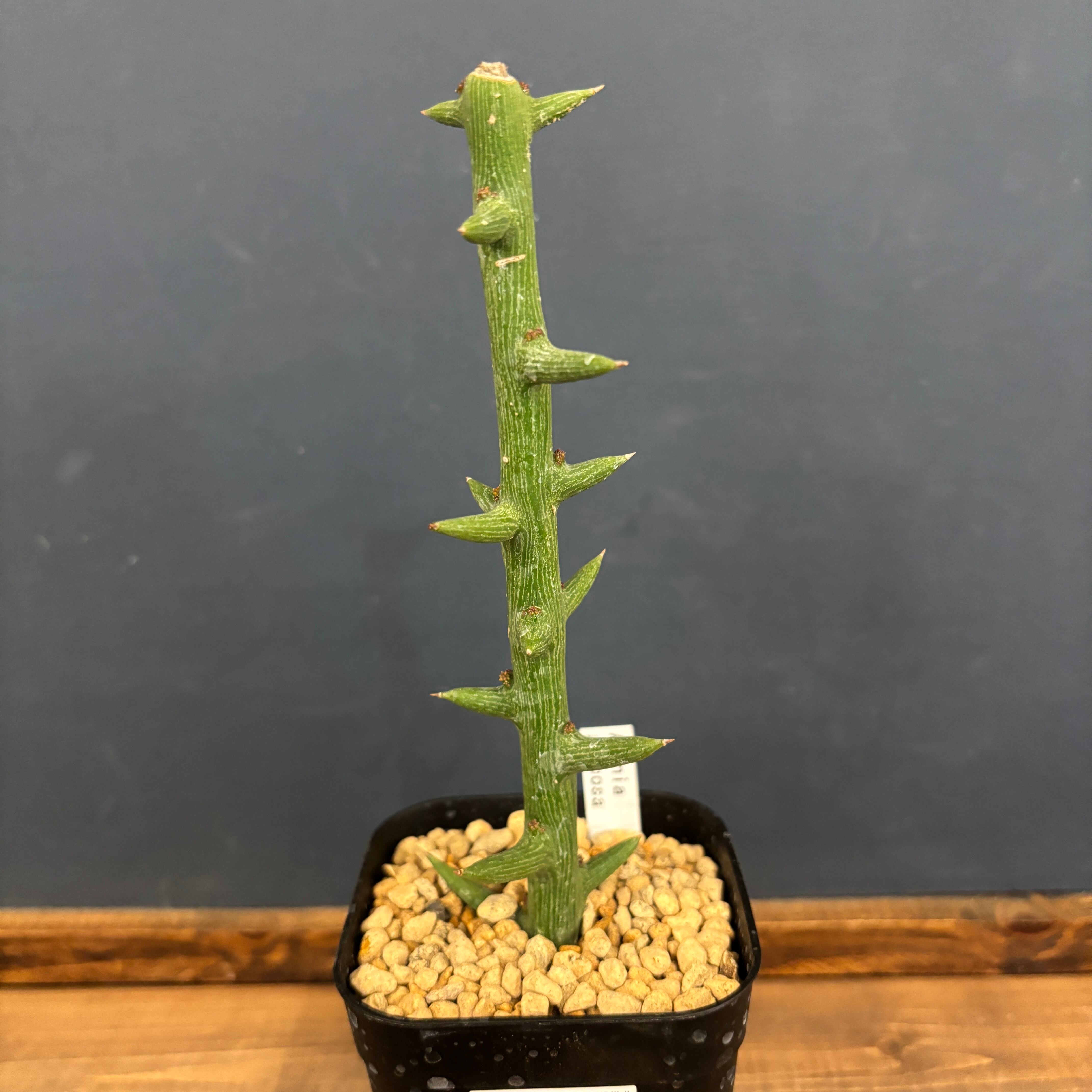 アデニア グロボーサ 挿し木【560】