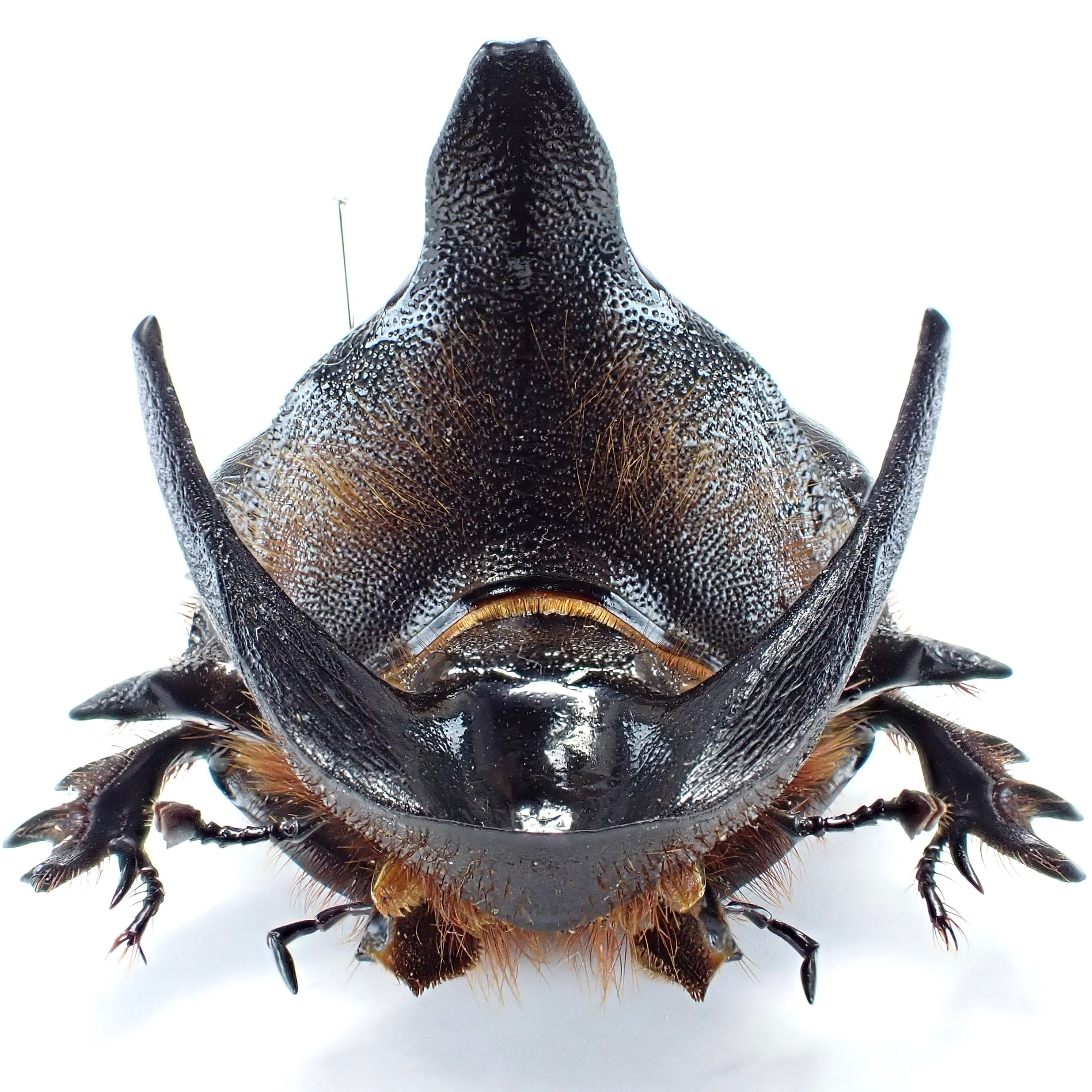 ザンビア産 Heliocopris andersoni ♂♀ 56mm/52mm XXL | 昆虫標本