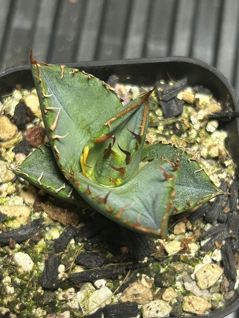 【 73 】oteroi seedling ②