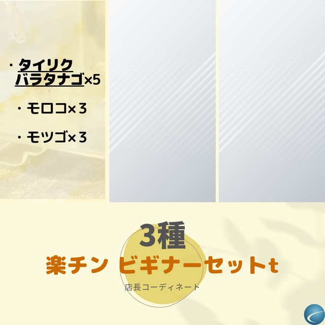 （川魚　3種）楽チン・ビギナーセットt（タイリクバラタナゴ）【生体】