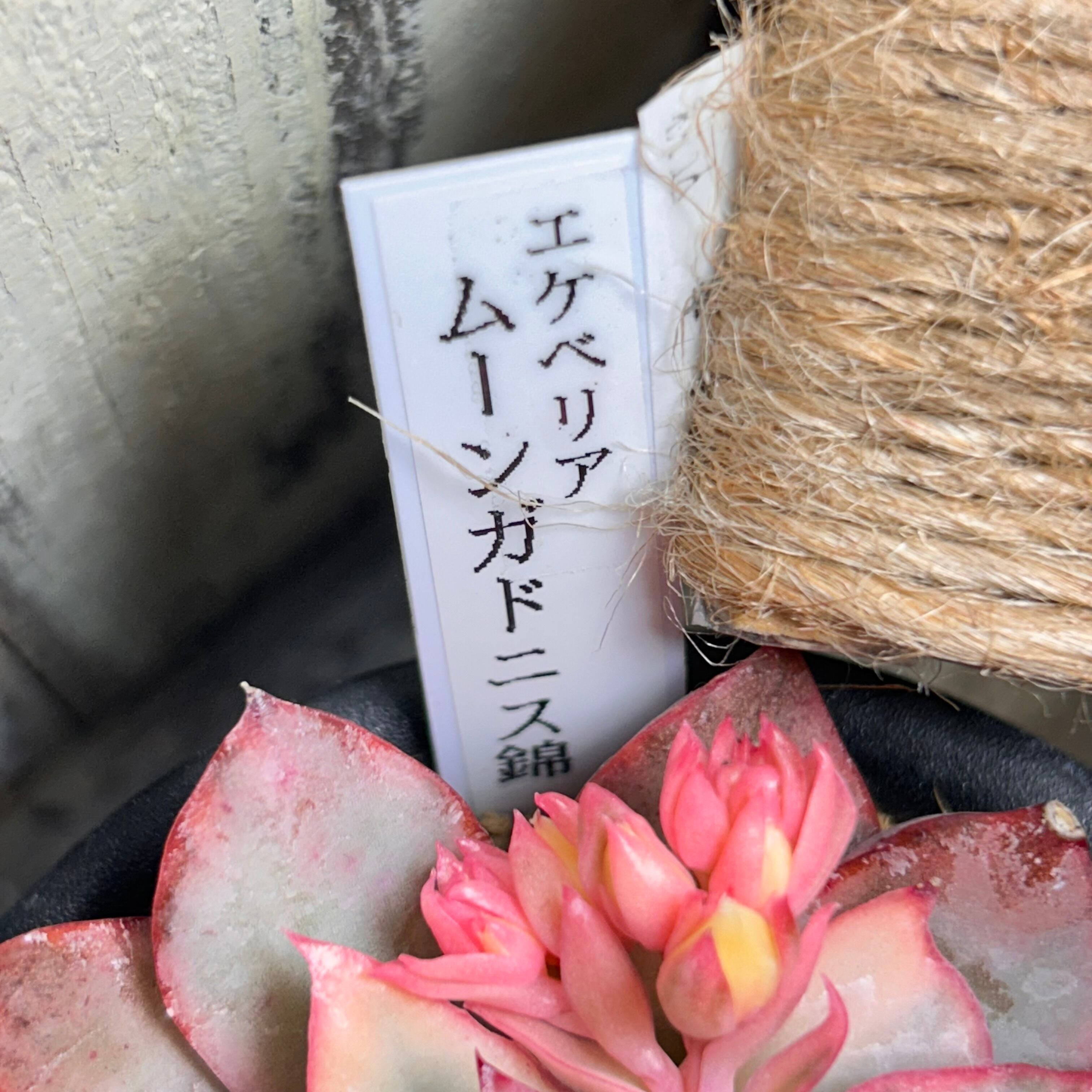 ムーンガドニス錦 | RuPo 多肉植物専門店