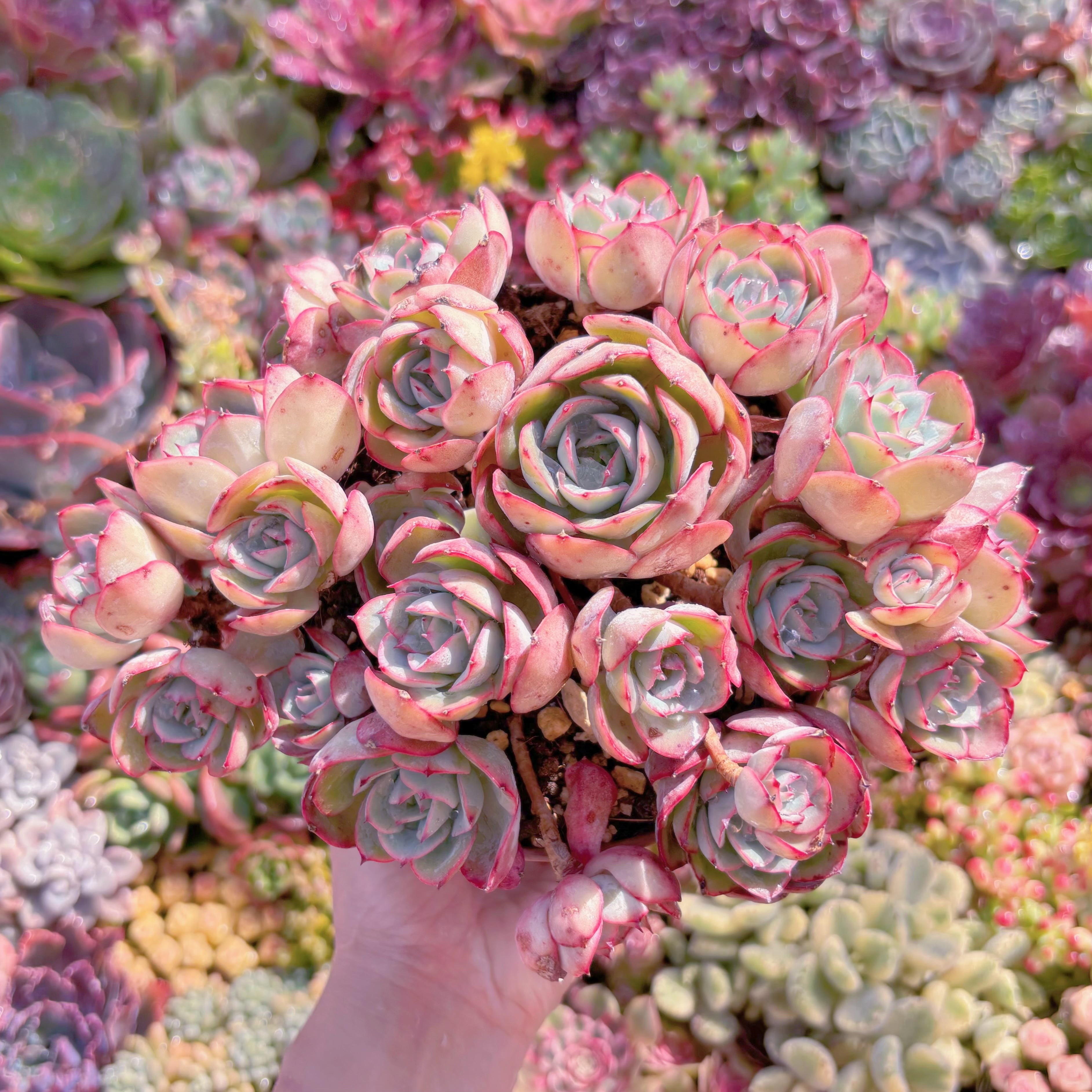 現品　牡丹亭(ぼたんてい)#M176　特大群生　美苗　新入荷　るる農園