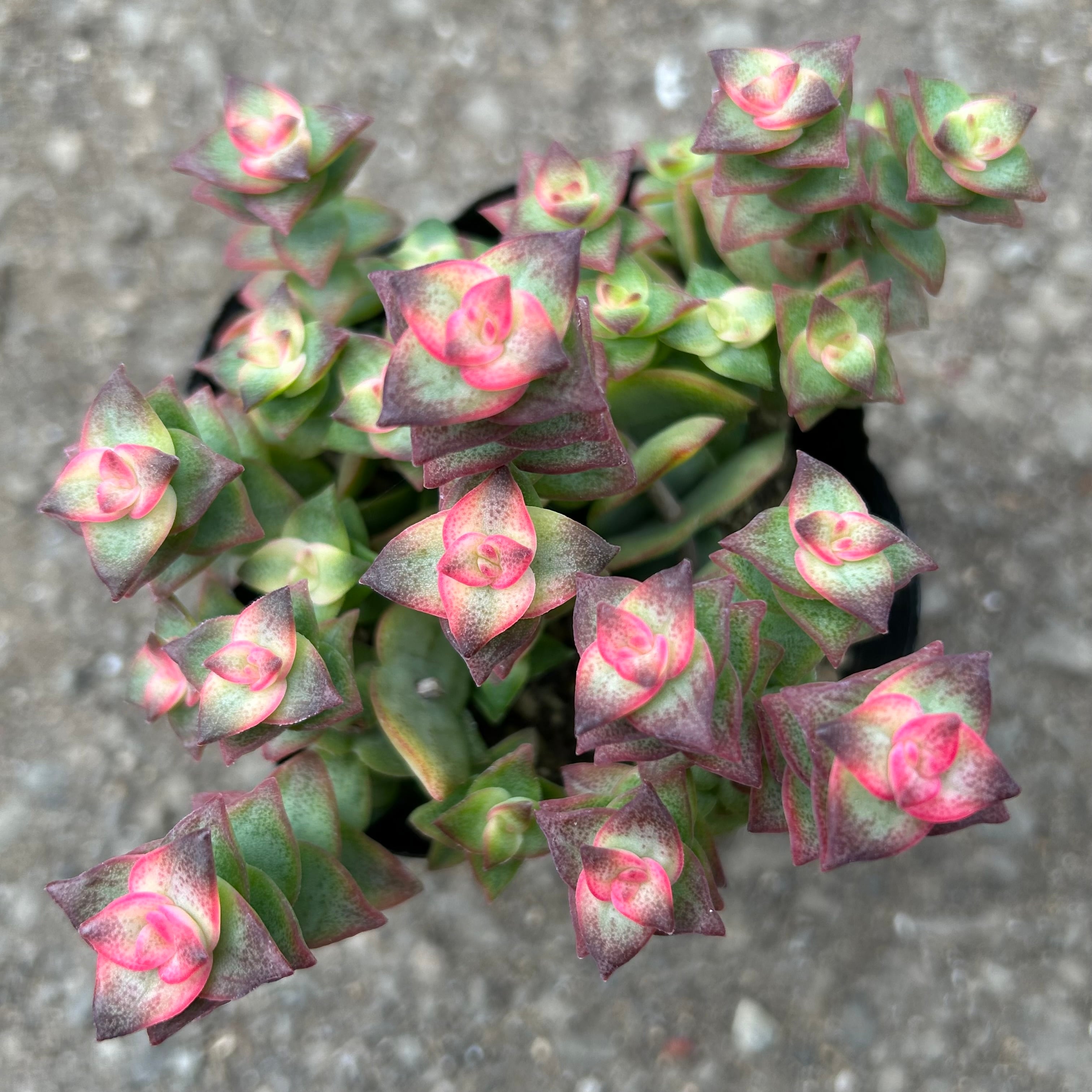 十字星 | RuPo 多肉植物専門店