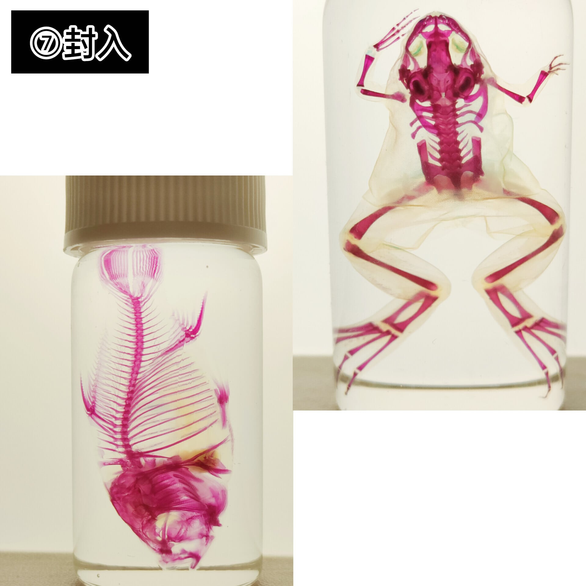 オリジナル商品【透明標本作製キット】(上級) 20点 自由研究 学習教材 改良版 透明標本作製キット】(上級) 20点 自由研究 学習教材 改良版