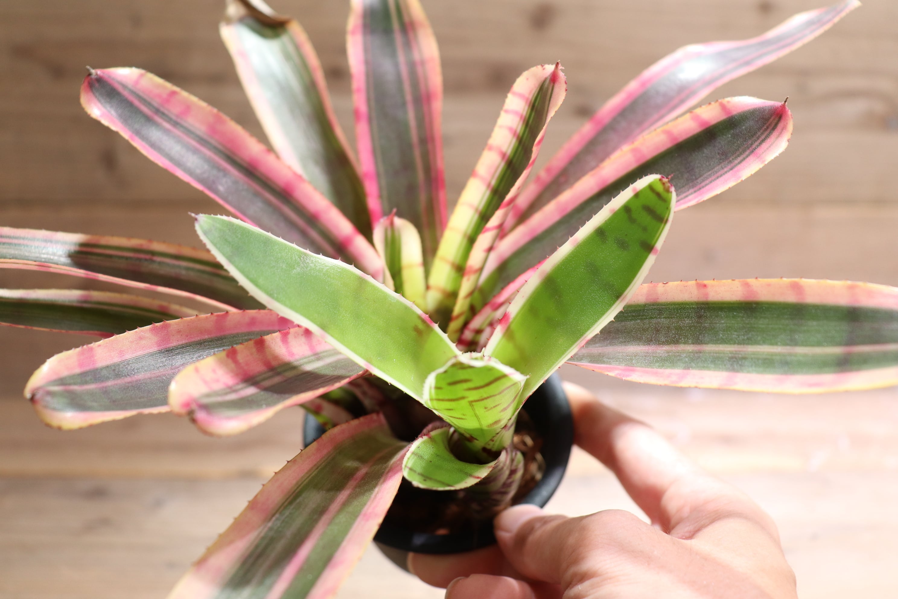 Neoregelia 'Red Buff'〔ネオレゲリア〕現品発送N0622 Neoregelia 'Red Buff'〔ネオレゲリア〕現品発送N0622