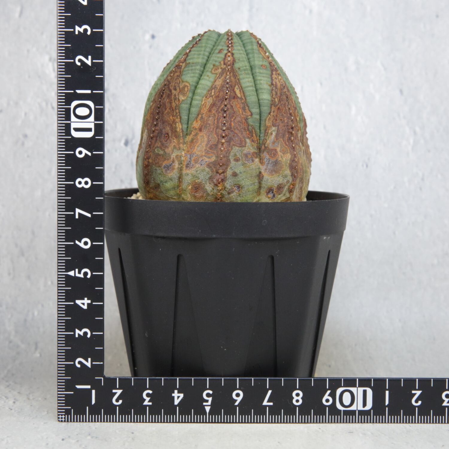 木質化 美模様 オベサ / ユーフォルビア | LIGHTHOUSE.PLANTS