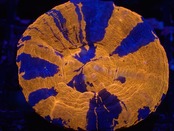 Scolymia Superman