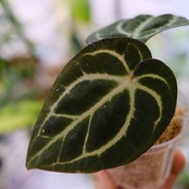 Anthurium carlablackiae / アンスリウム カーラブラッキアエ