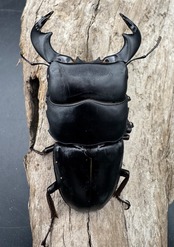 【WD】《ダイオウヒラタ 東ジャワ産 82mm ペア》