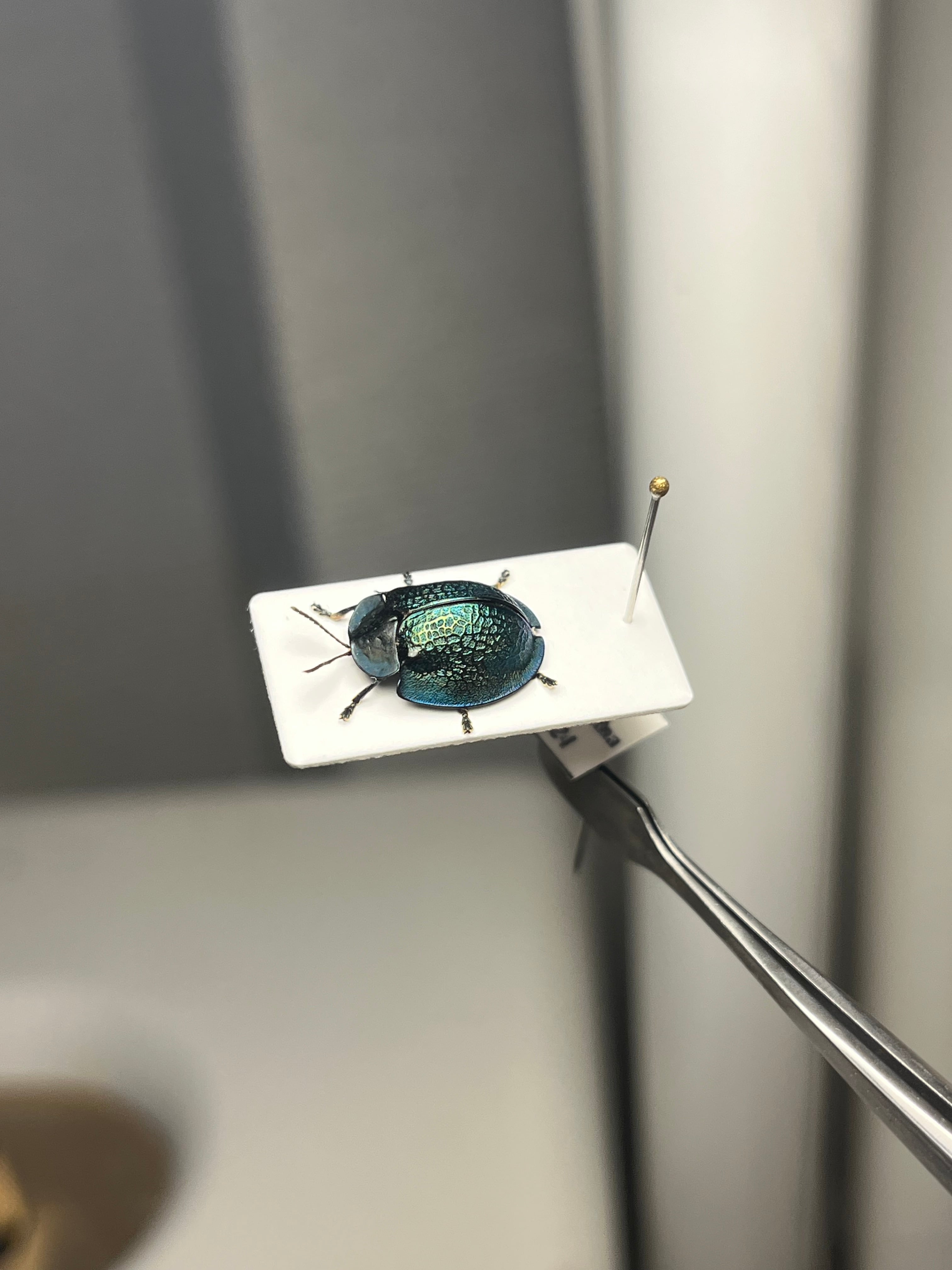 ブローチハムシ 甲虫タマムシスハンダエコガネムシオサムシカメムシ