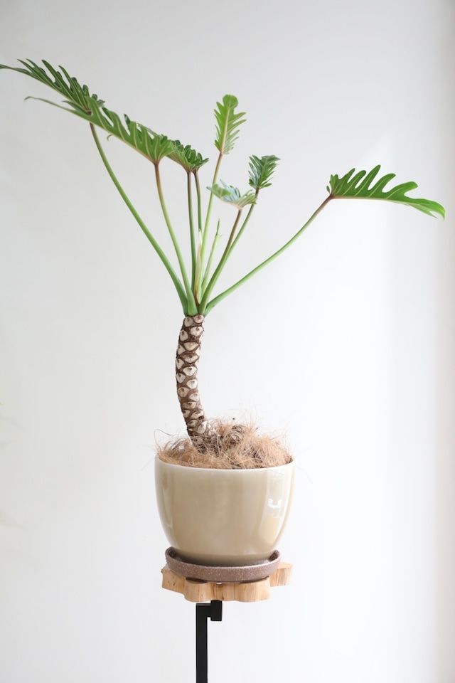 【M】クッカバラ 根上り/Philodendron kookaburra ※陶器鉢付き