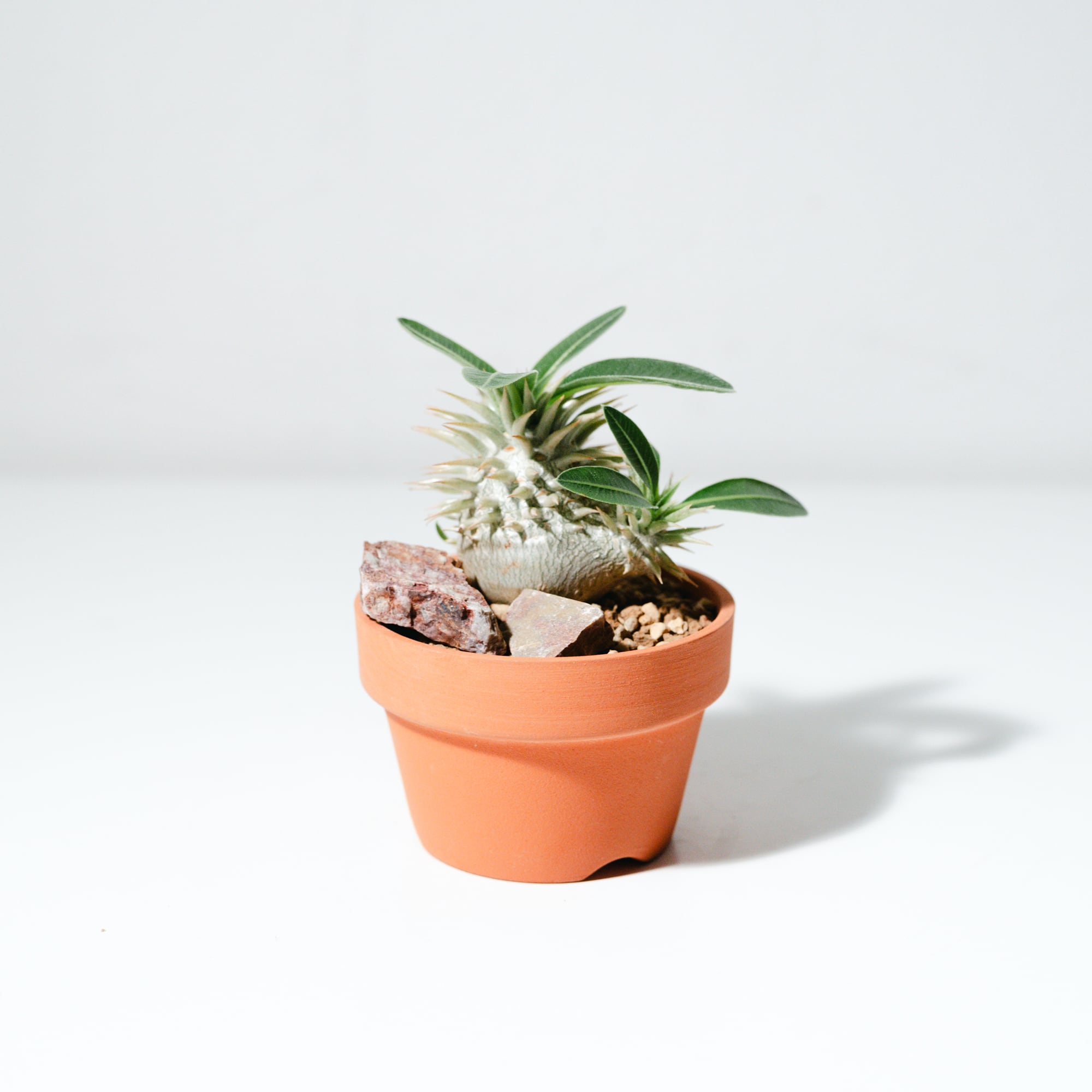 パキポディウム（Pachypodium） | MERAKI