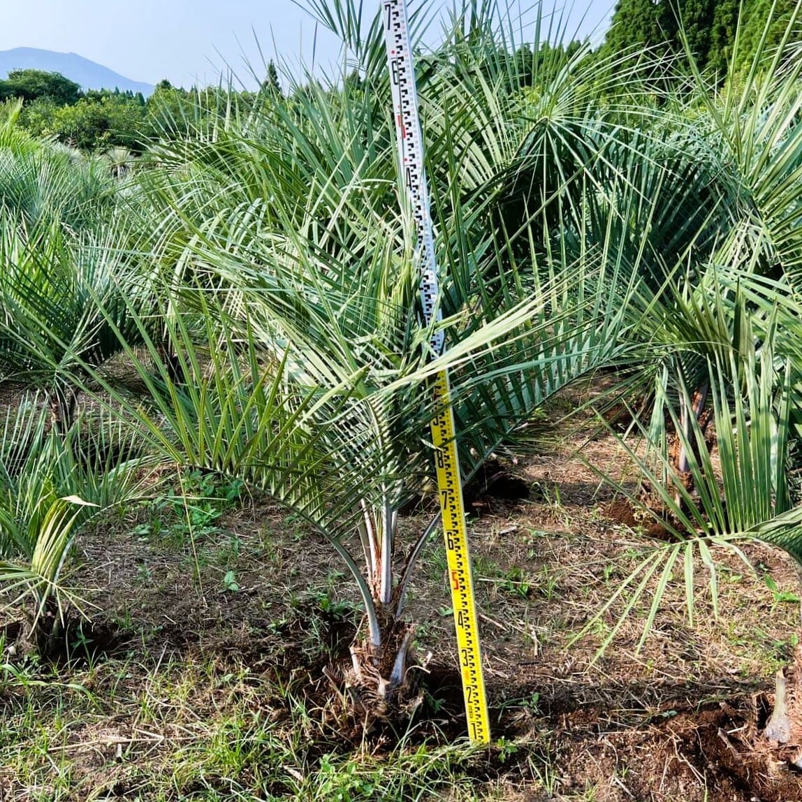 ココスヤシ【地上部 約160cm】 根巻発送 | Pay ID