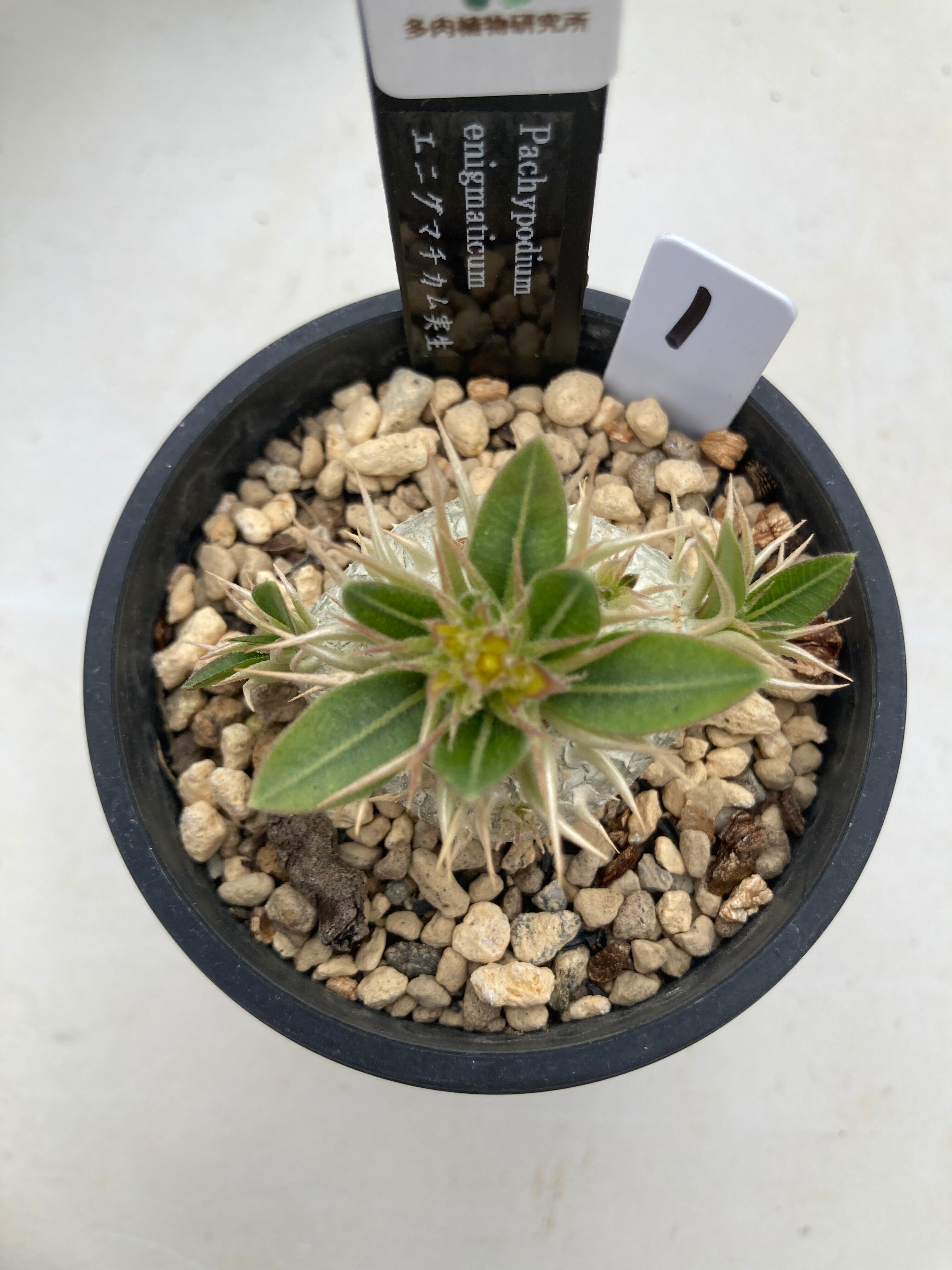 現物商品】エニグマチカム実生 ① | 多肉植物研究所