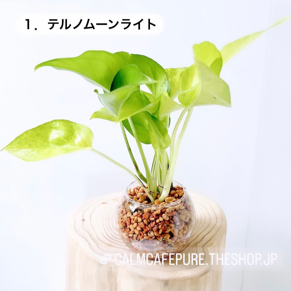 テルノカグヤ ポトス 5号 レア テルノシリーズ ラスト1株