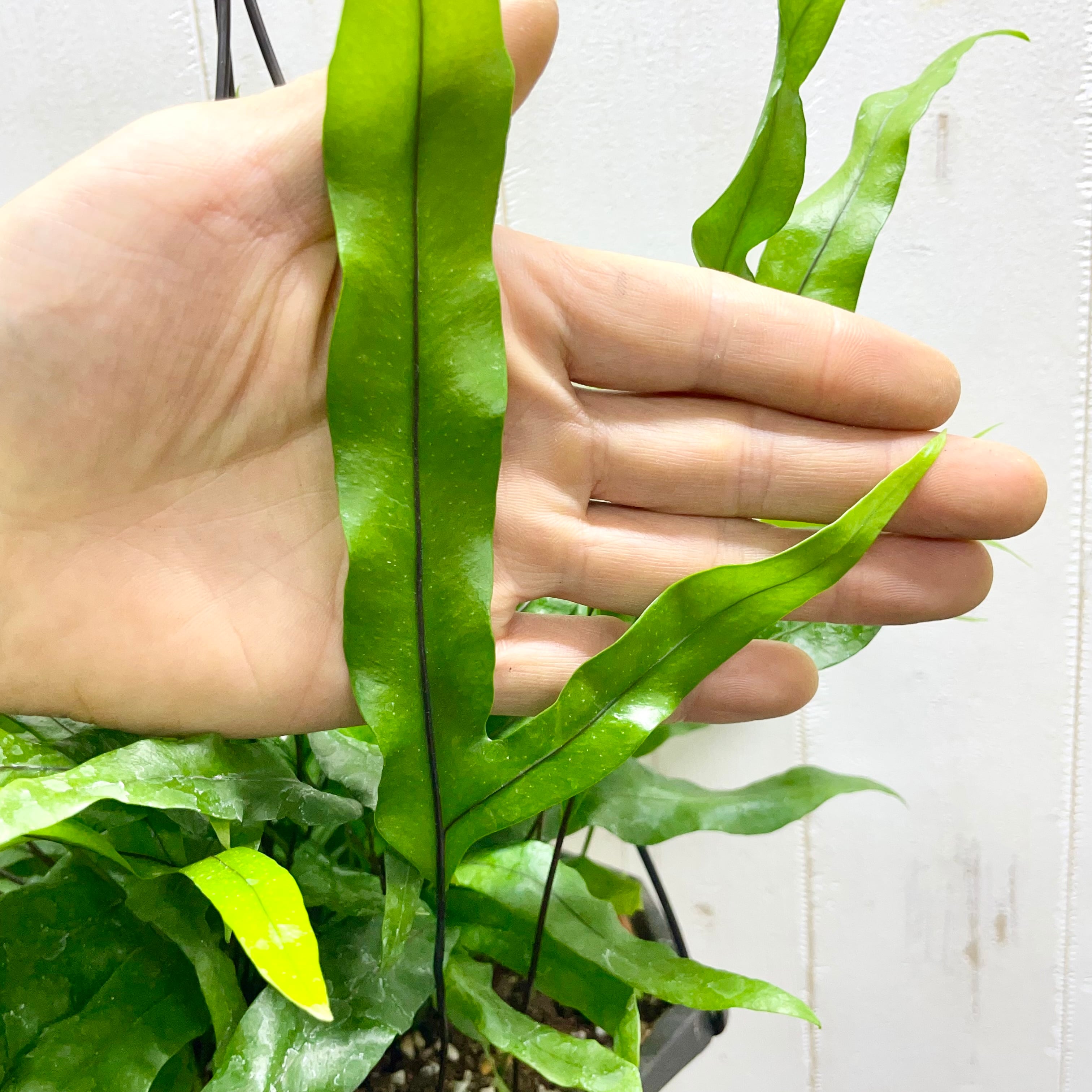 風にゆれるグリーン ミクロソリウム・カンガルーファン 吊り鉢〈5号