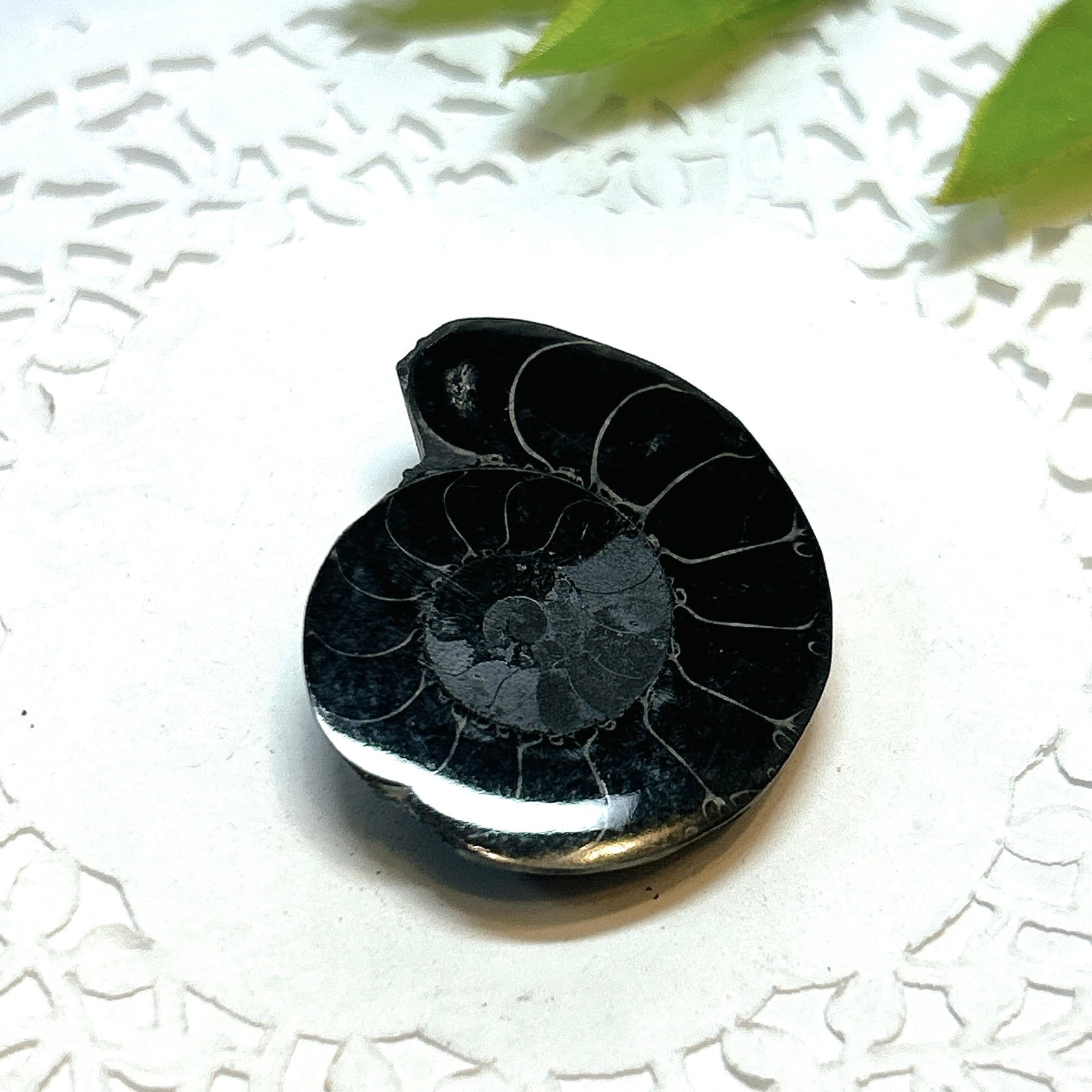 化石]アンモナイト（菊石） | クリスタル・ワールド御徒町店