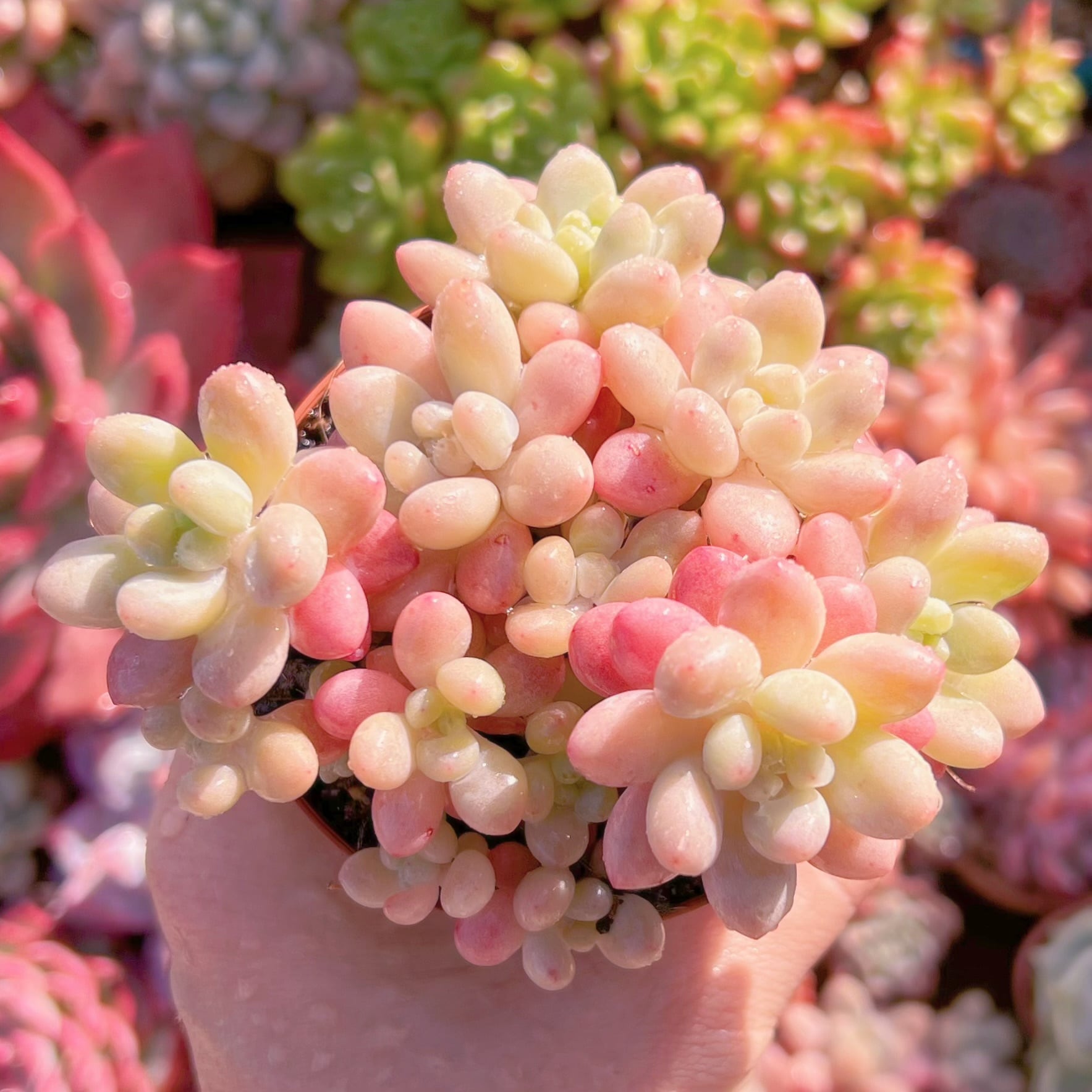 現品　キャビア#568　新入荷　るる農園