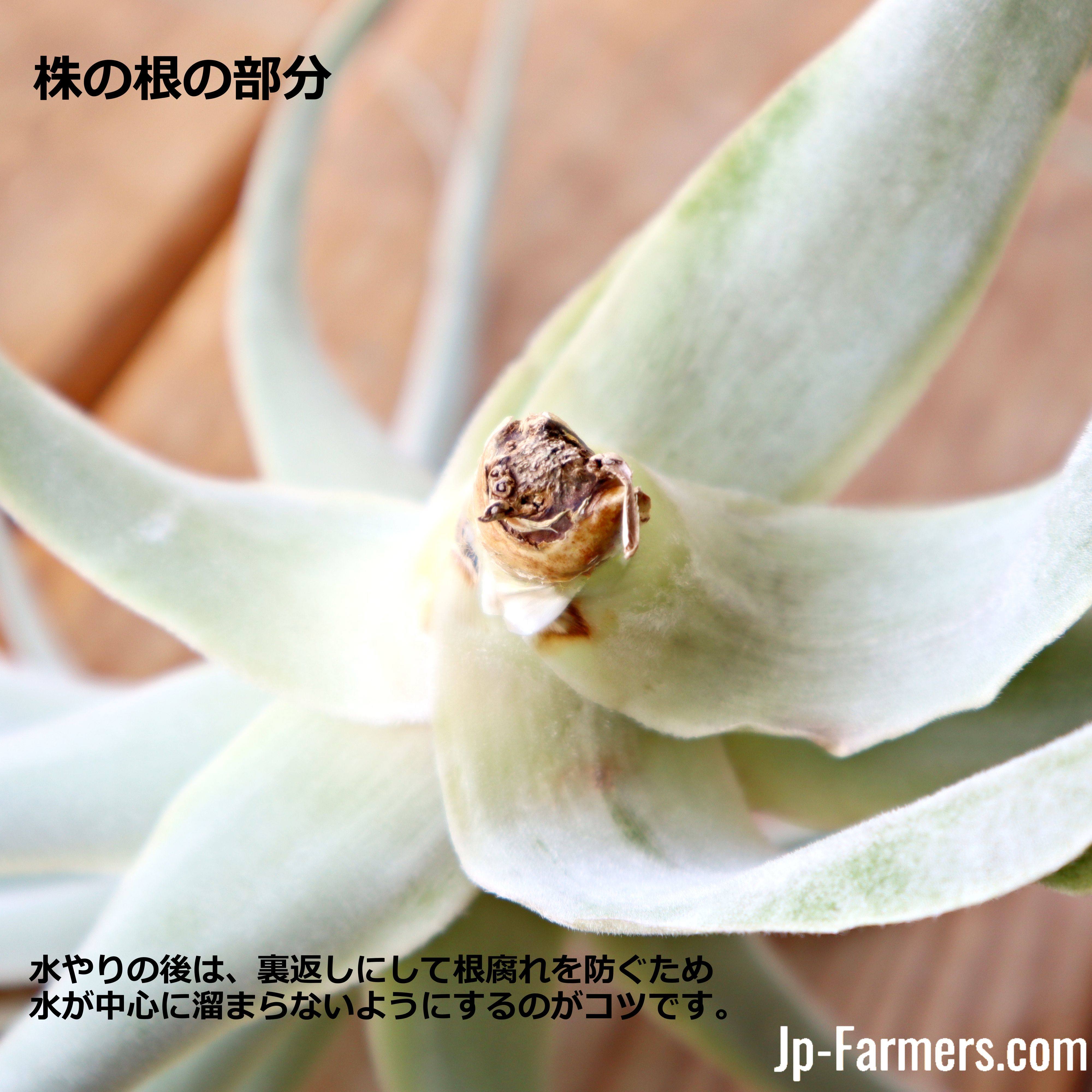 お部屋の象徴に チランジア（エアプランツ）ストラミネア Tillandsia