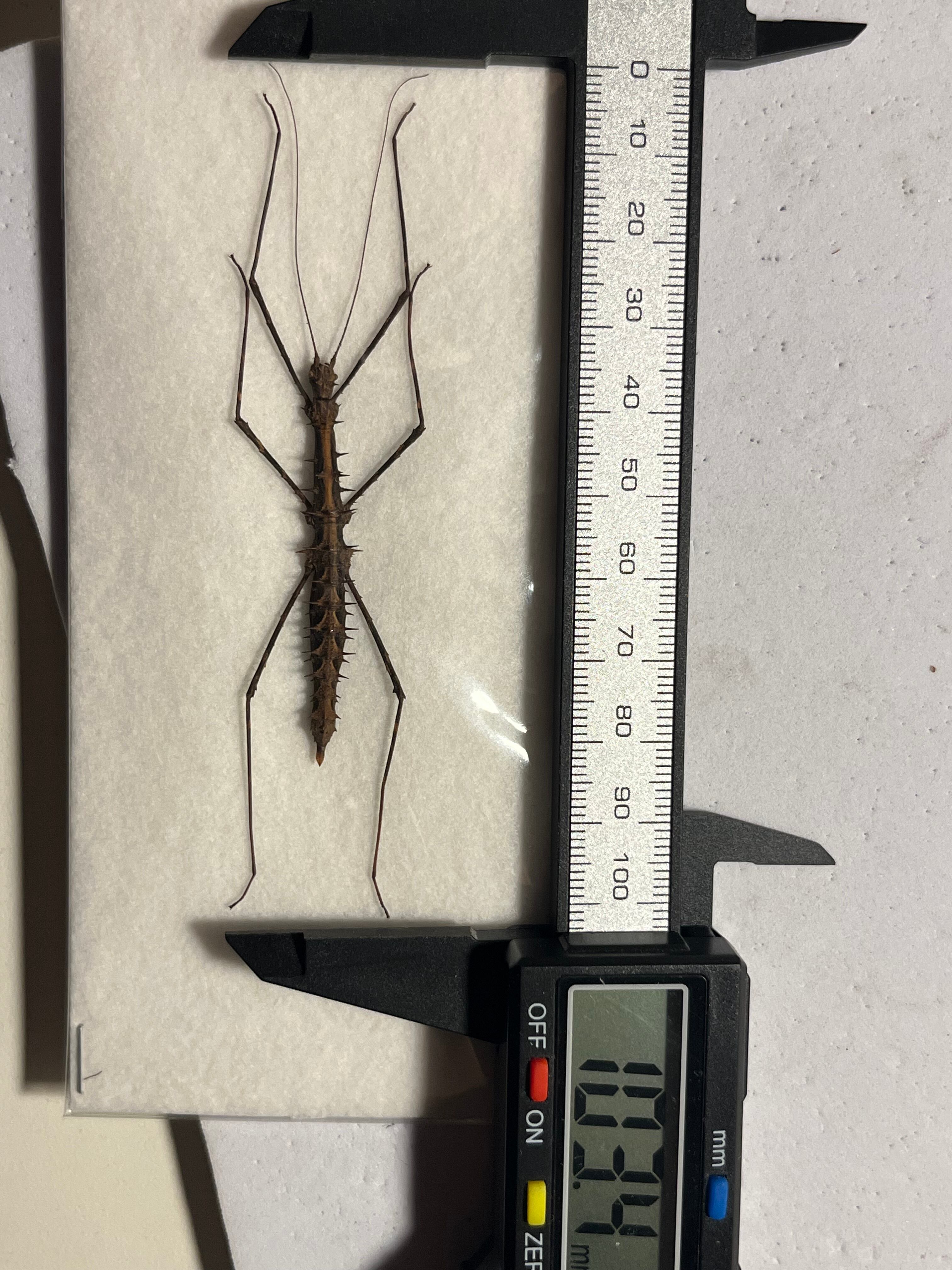トゲトゲナナフシの一種 バッタ 標本 直翅類 カマキリマンティス