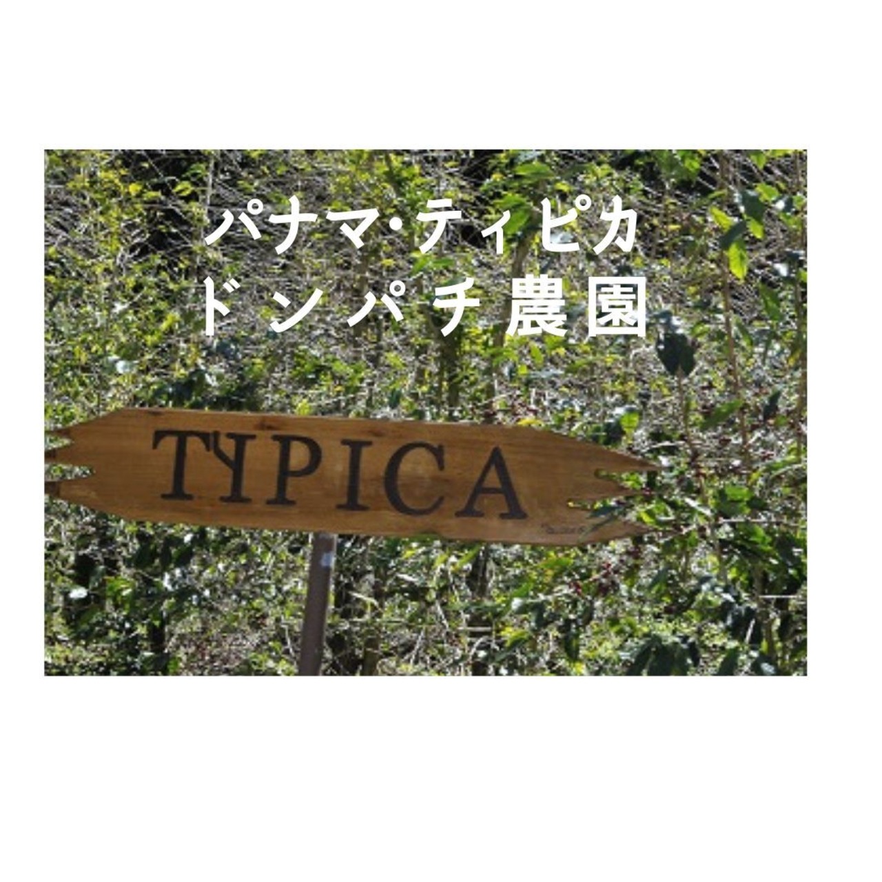 パナマ・ドンパチ・ティピカ 浅煎り   □産地:パナマ □内容量:200g
