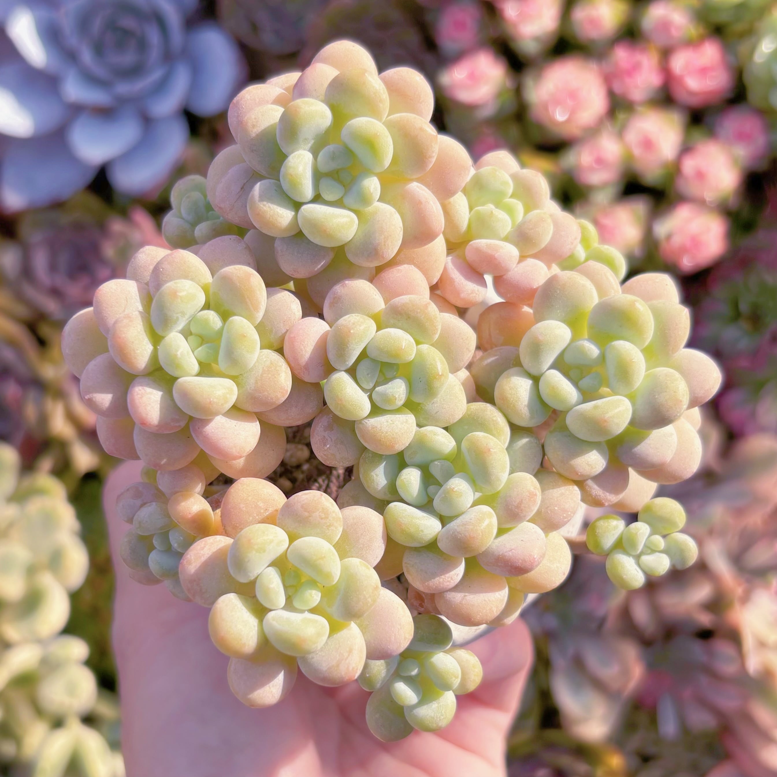 現品 丸葉ストロベリーミルク#748 群生 るる農園 | るる農園~多肉植物専門