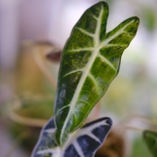 アロカシア バンビーノ イエロー / Alocasia bambino variegated 'Yellow'⑰ / 観葉植物