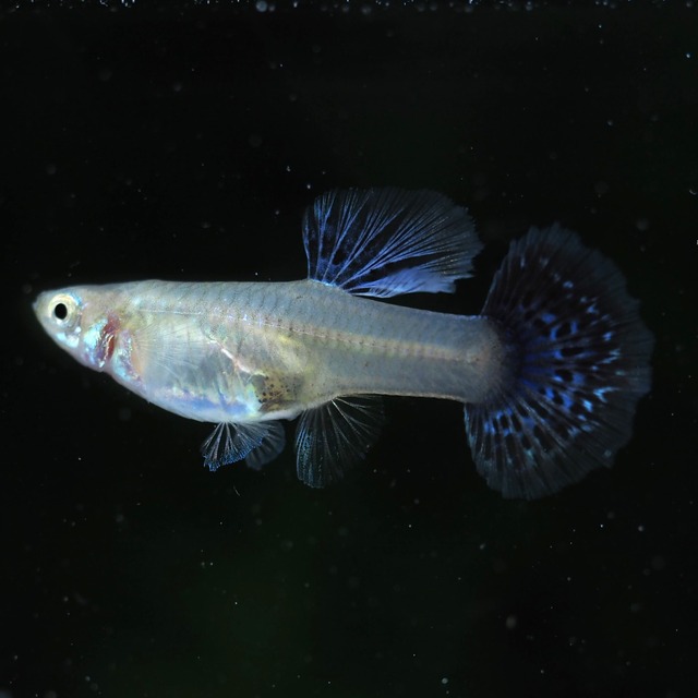 【現物】メタルブルードラゴン 1ペア