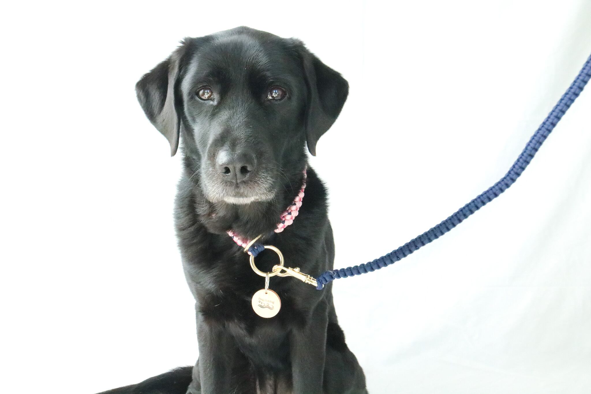 パラコードリード＆首輪　ハーフチョークタイプ　さくら　№084 パラコードリード＆首輪ハーフチョークタイプさくら№084