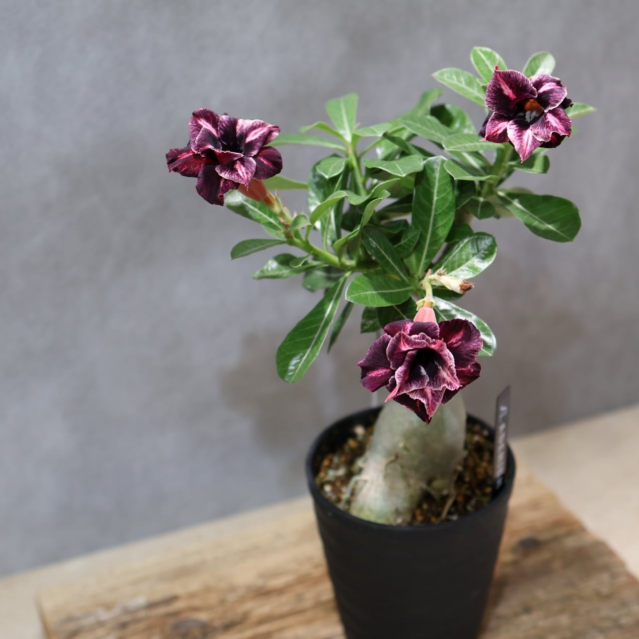 318 その花に目を奪われる『アデニウム KN185』観葉植物 【送料無料